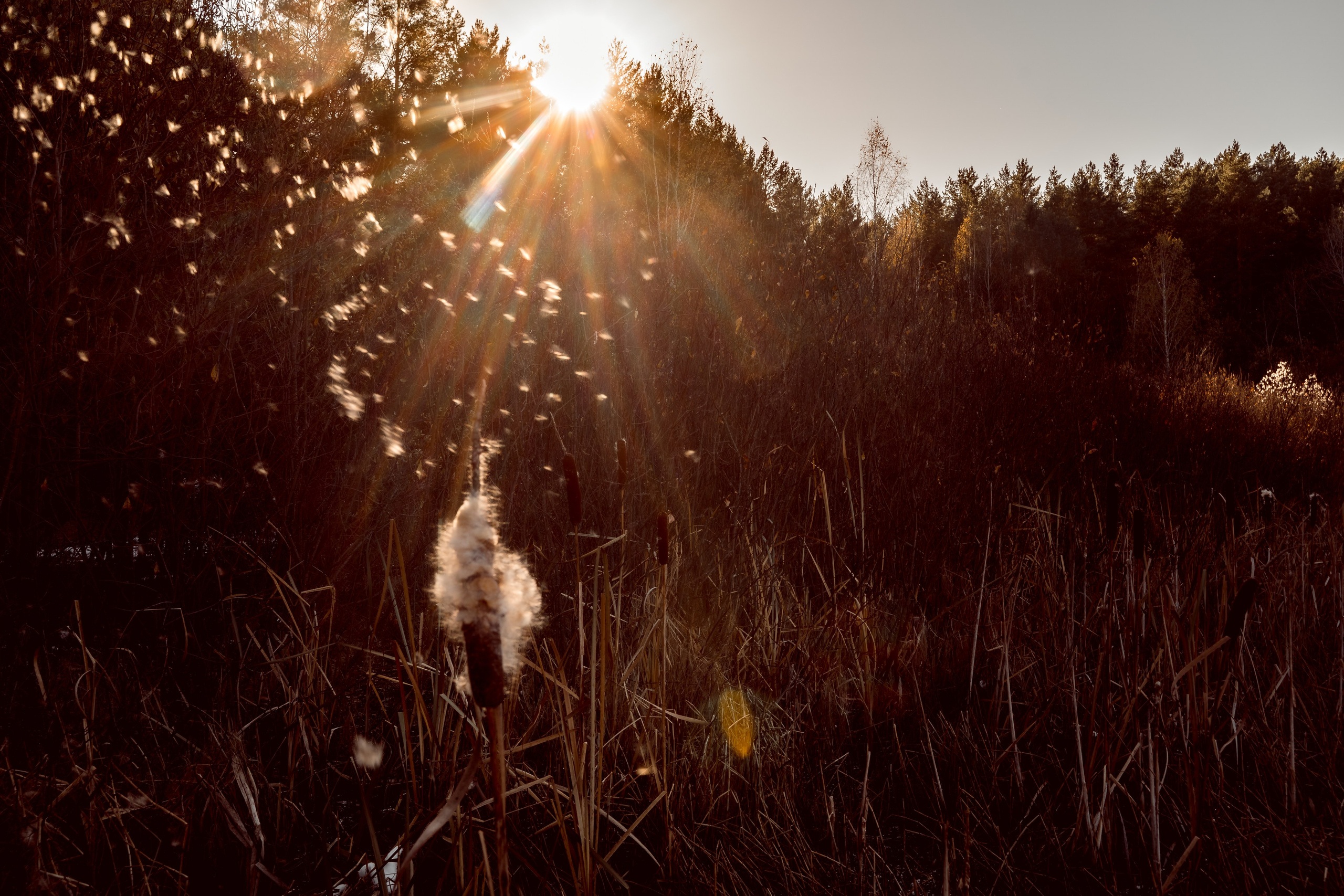 Пища для глаз. Ваш фотограф Северск | Томск