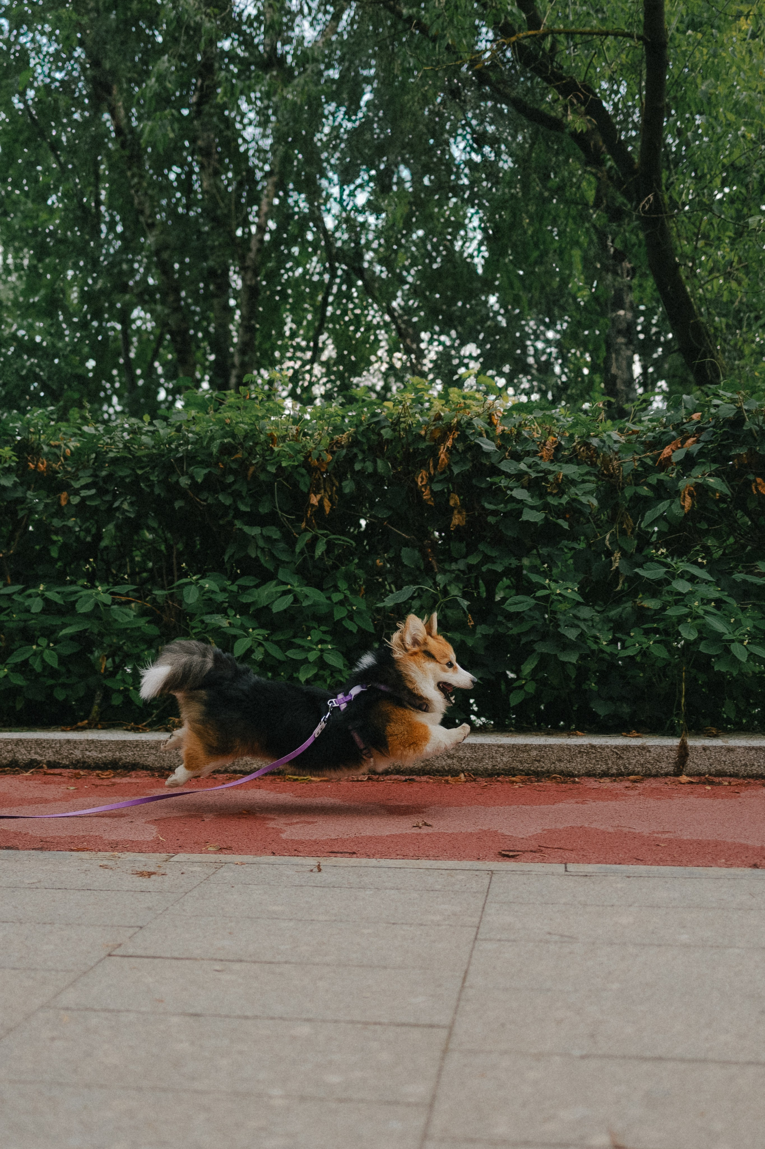 Мишель и Влада. Фотораф — анималист Мария Шистка