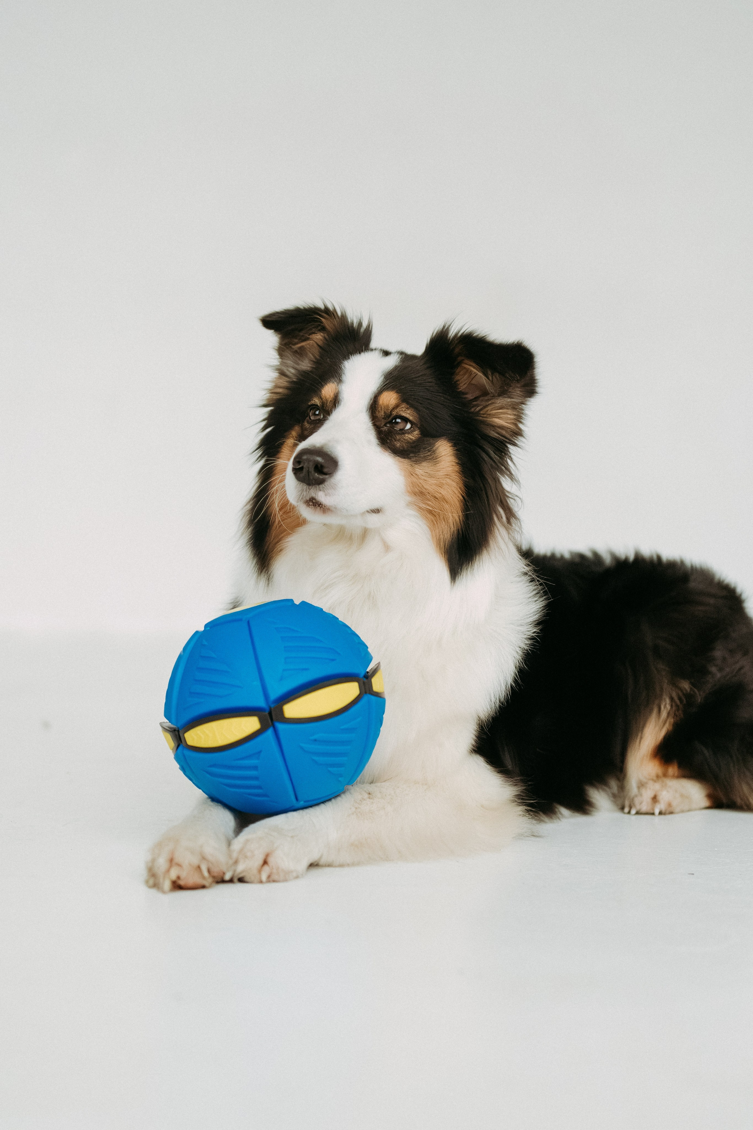 Мячи-попрыгуны. Фотораф — анималист Мария Шистка