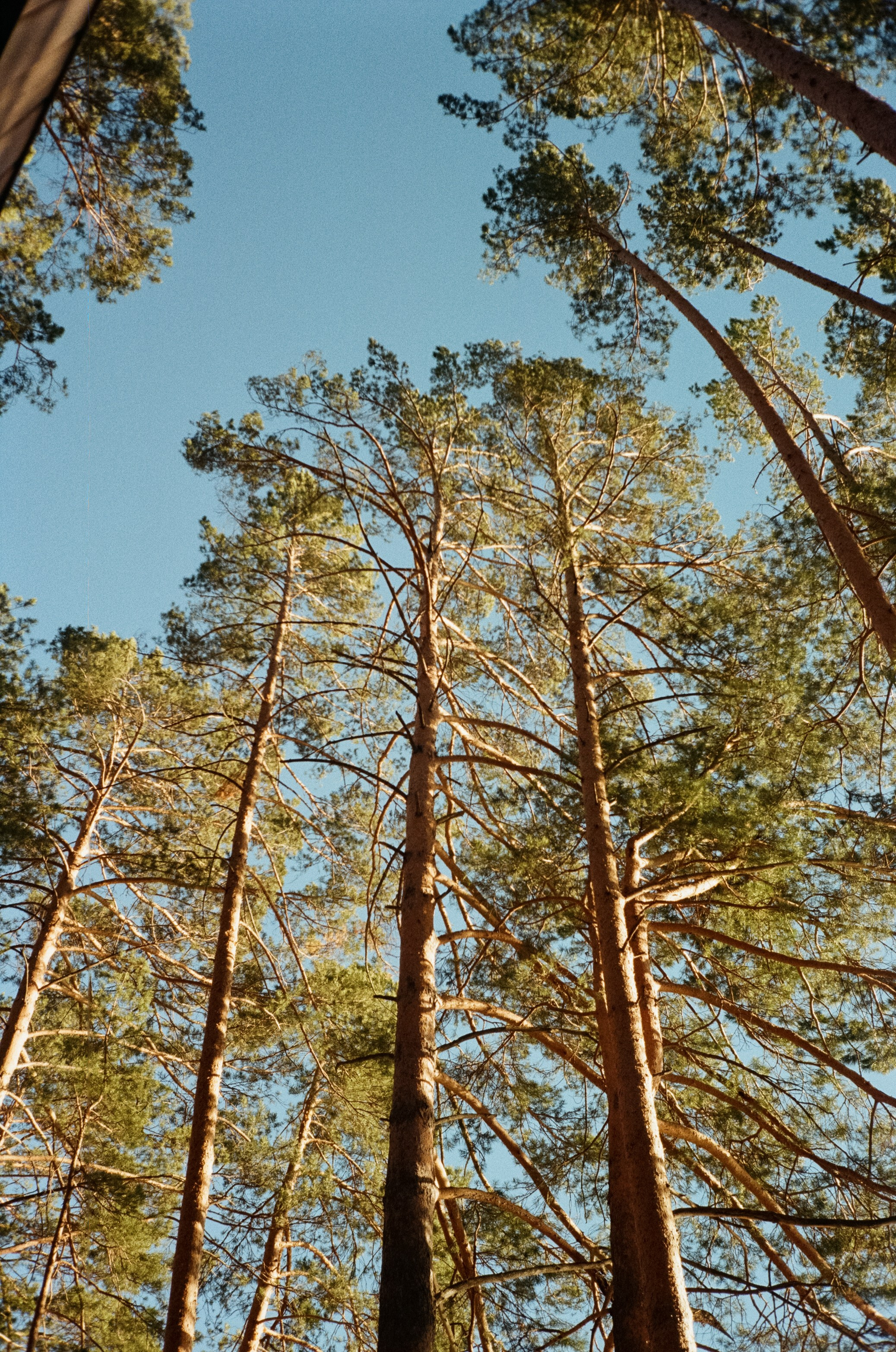 Olympus Mju II VS Chinon Auto 3001 — стоит ли переплачивать?!