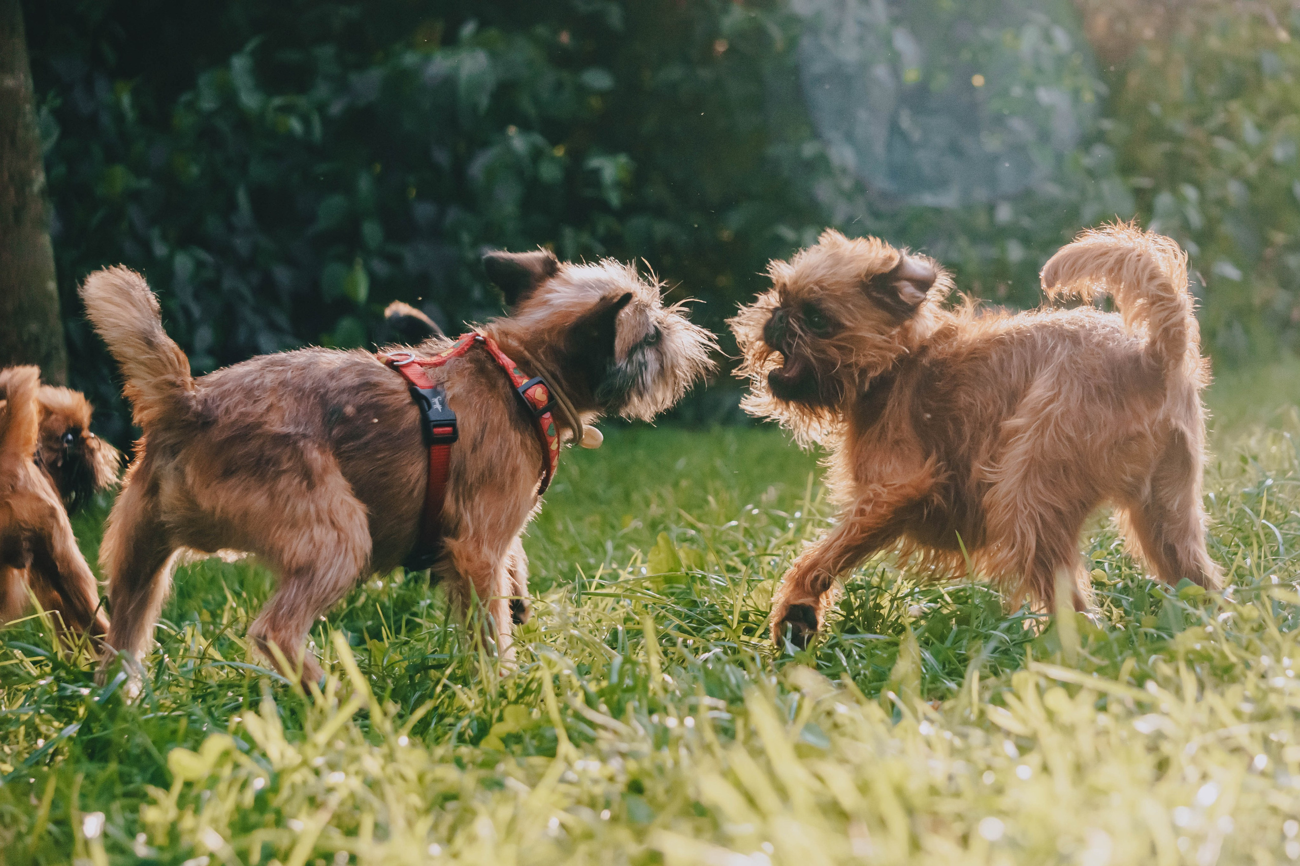 Мини-туса гриффоны и брабансоны. Фотограф-анималист Ксения Воробьева, Москва