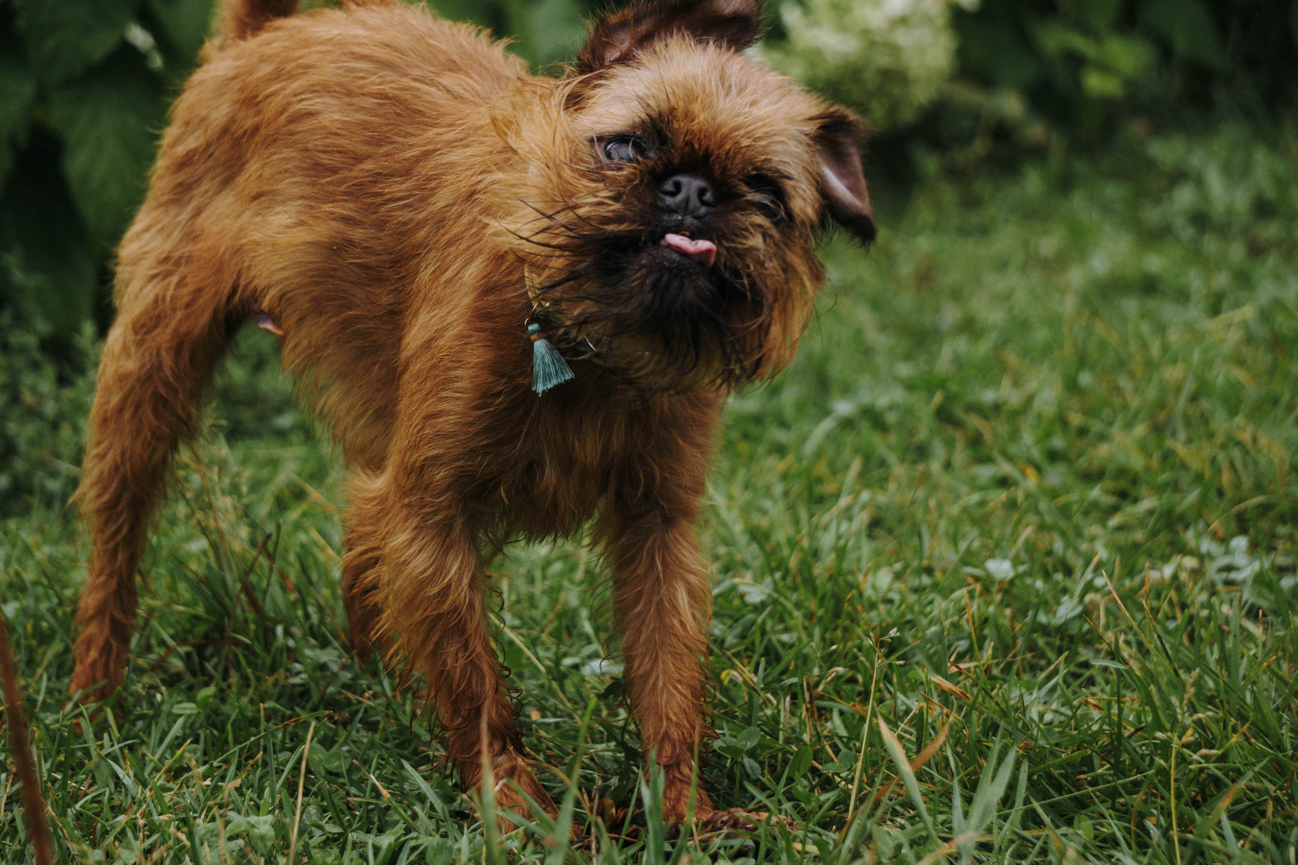Наташа, Сережа и Хавьер. Фотограф-анималист Ксения Воробьева, Москва