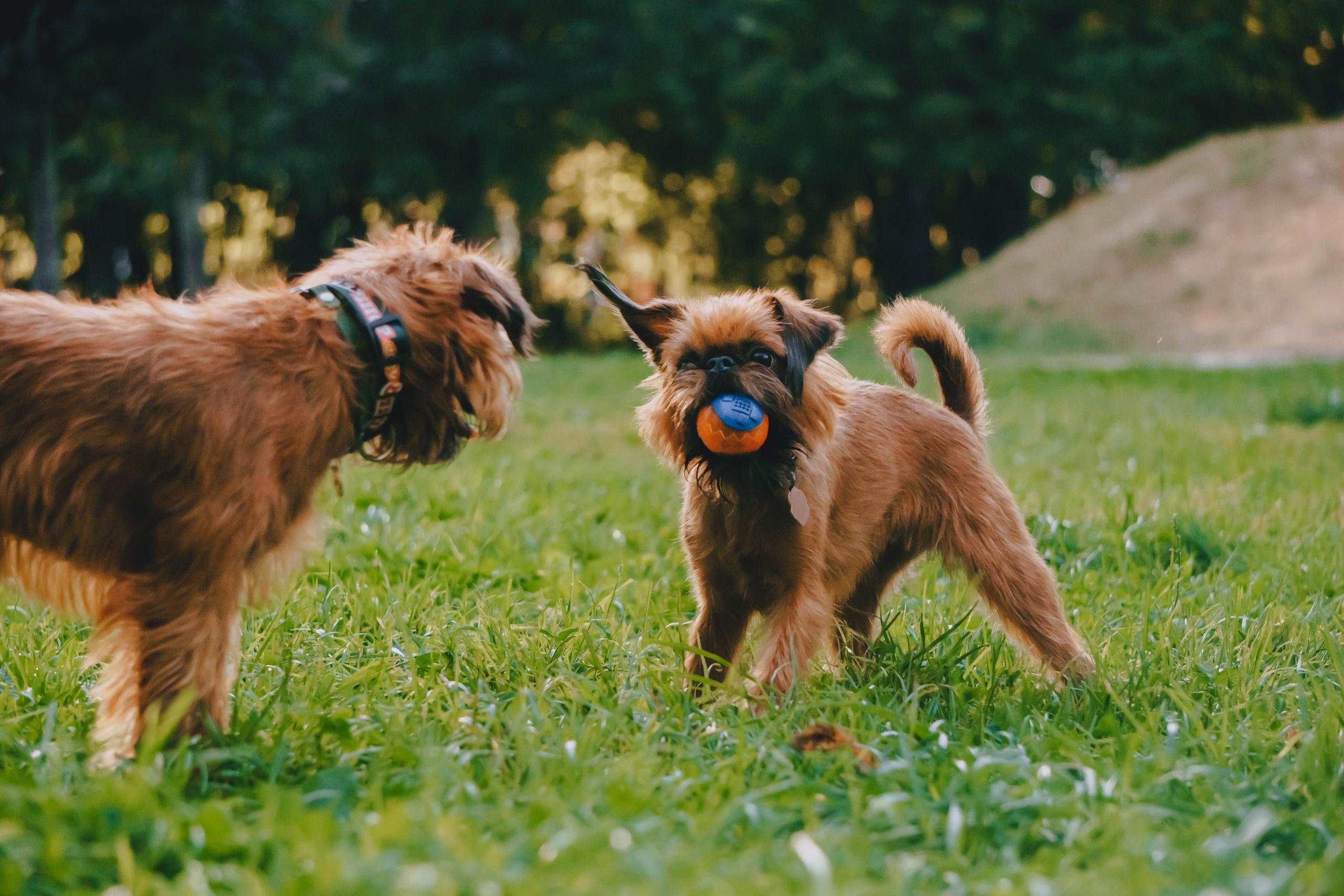 Мини-туса гриффоны и брабансоны. Фотограф-анималист Ксения Воробьева, Москва