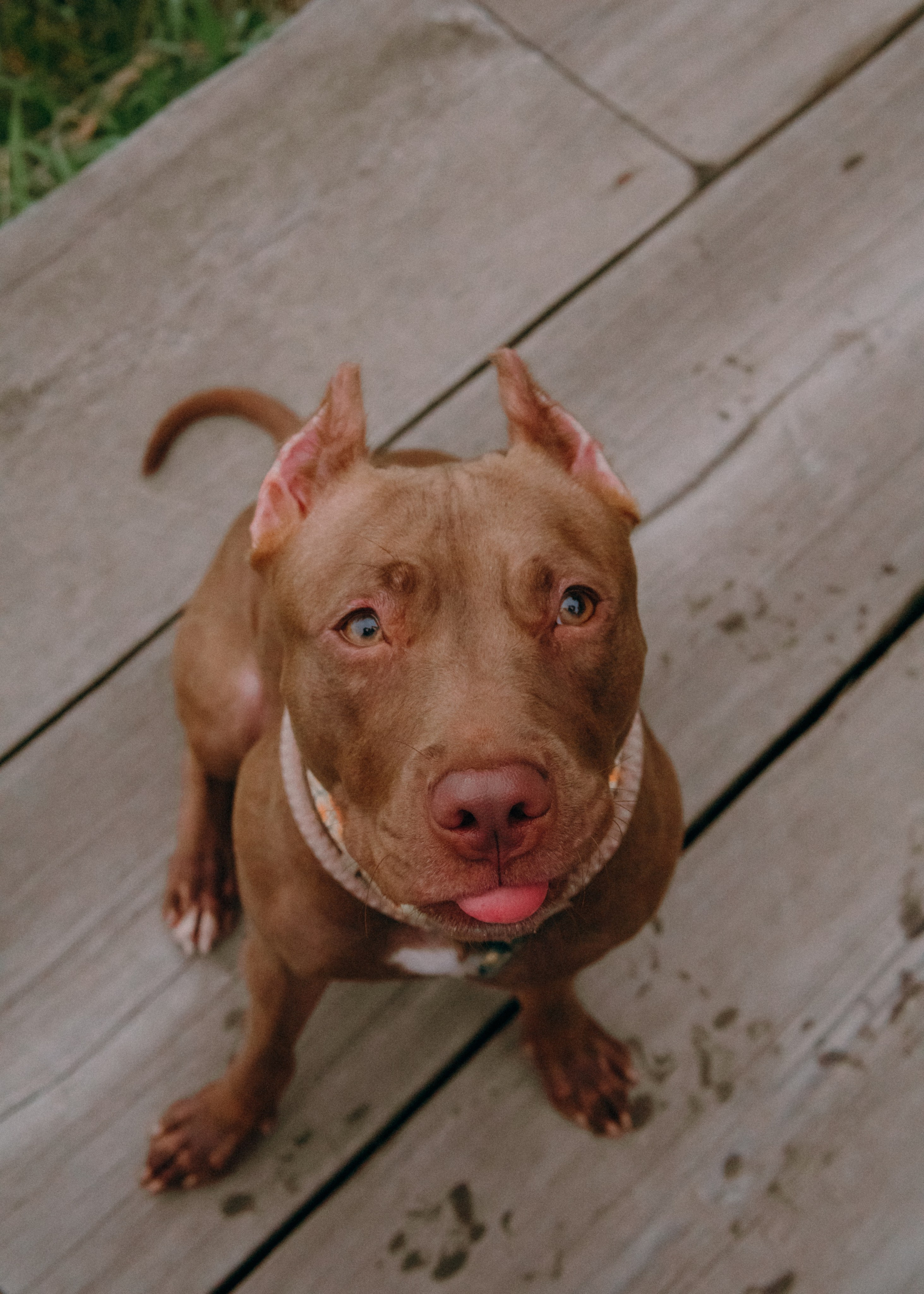 Виолетта, Лила и Питер. Фотограф-анималист Ксения Воробьева, Москва