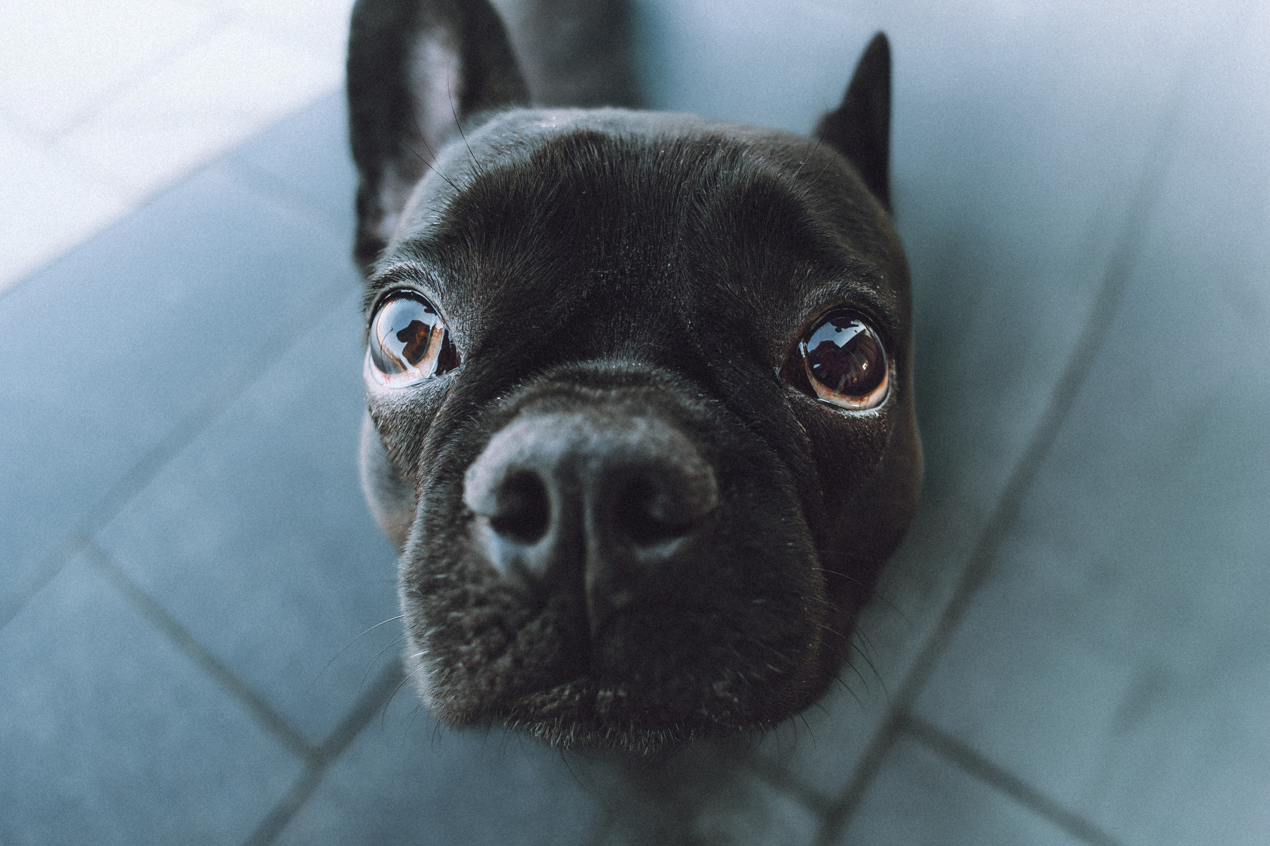 Саша, Дима и Шпуля