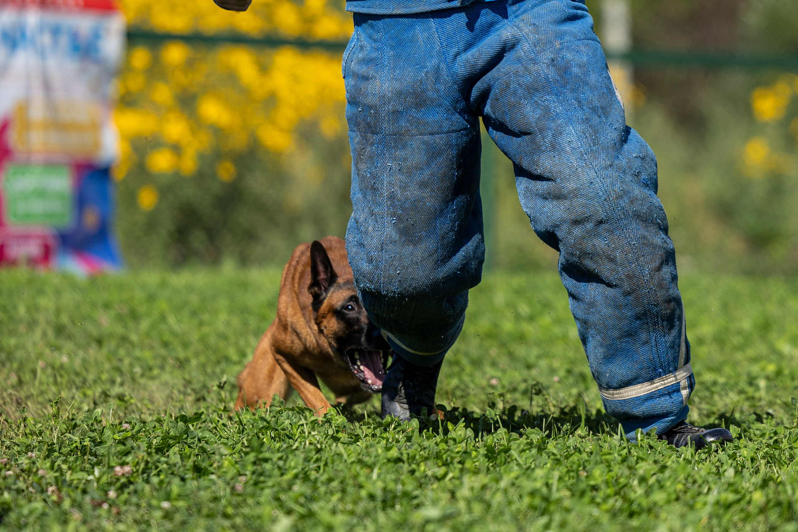 Соревнования по Мондьорингу г. Вологда 10-11.08.2024. Фотограф-анималист Анна Маринич