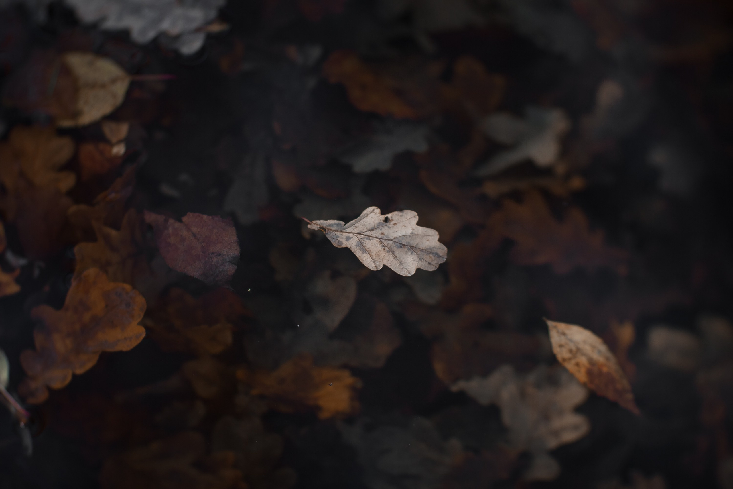 Ботанический сад имени Н. В. Цицина. Фотограф Виталий Туманов. Туманов Виталий — фотограф Москва