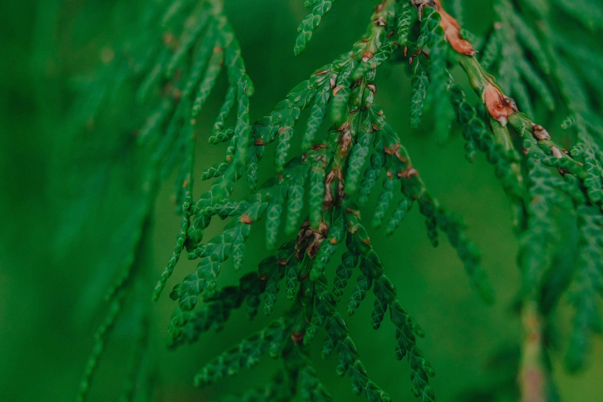 Контент фотограф Илья Урс