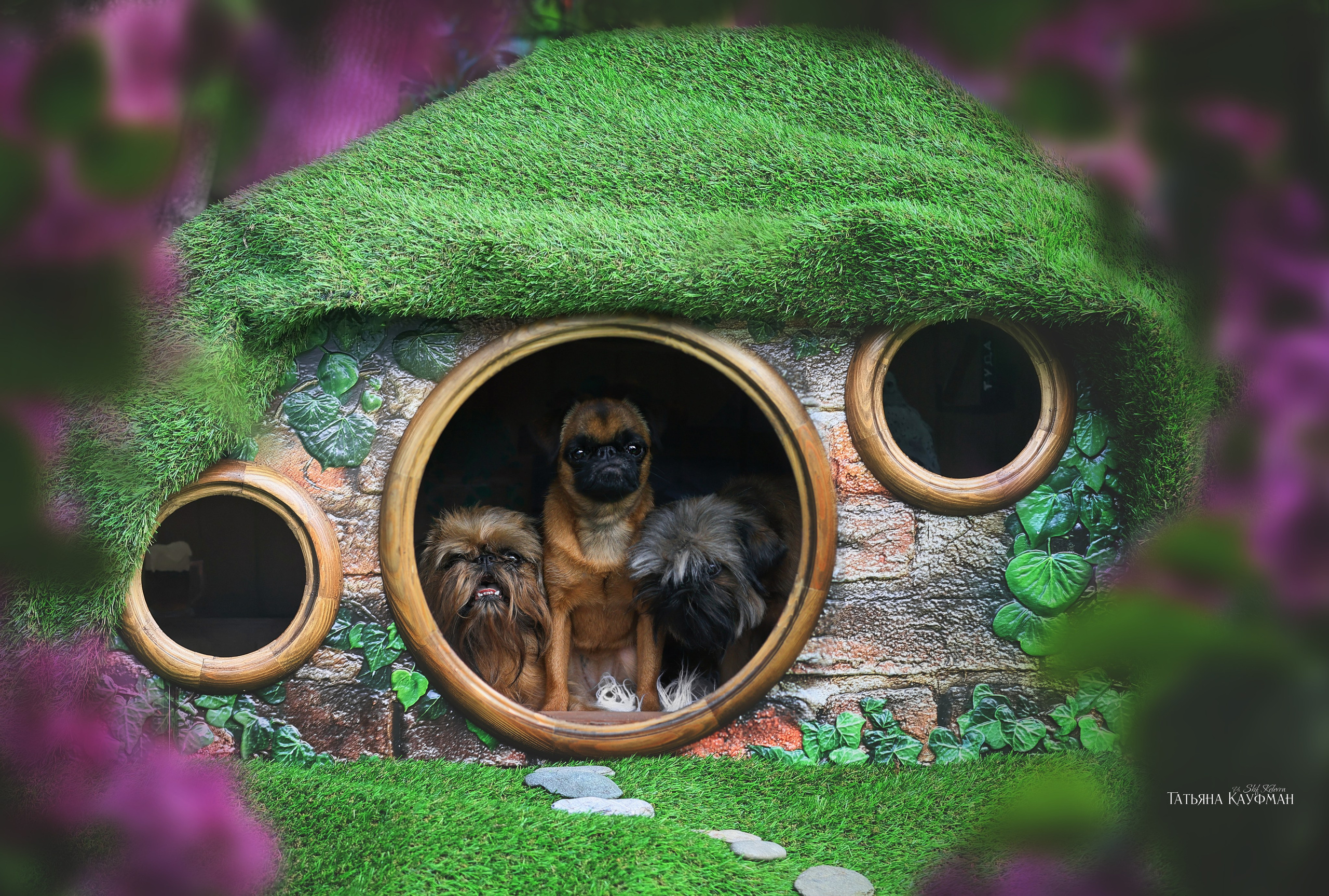 Домик для хоббитов, фотозона, властелин колец, шир, хоббиты, гномы, брюссельский гриффон, малый брабансон, фотосессия, ручная работа, фотограф анималист, фотограф Новосибирск