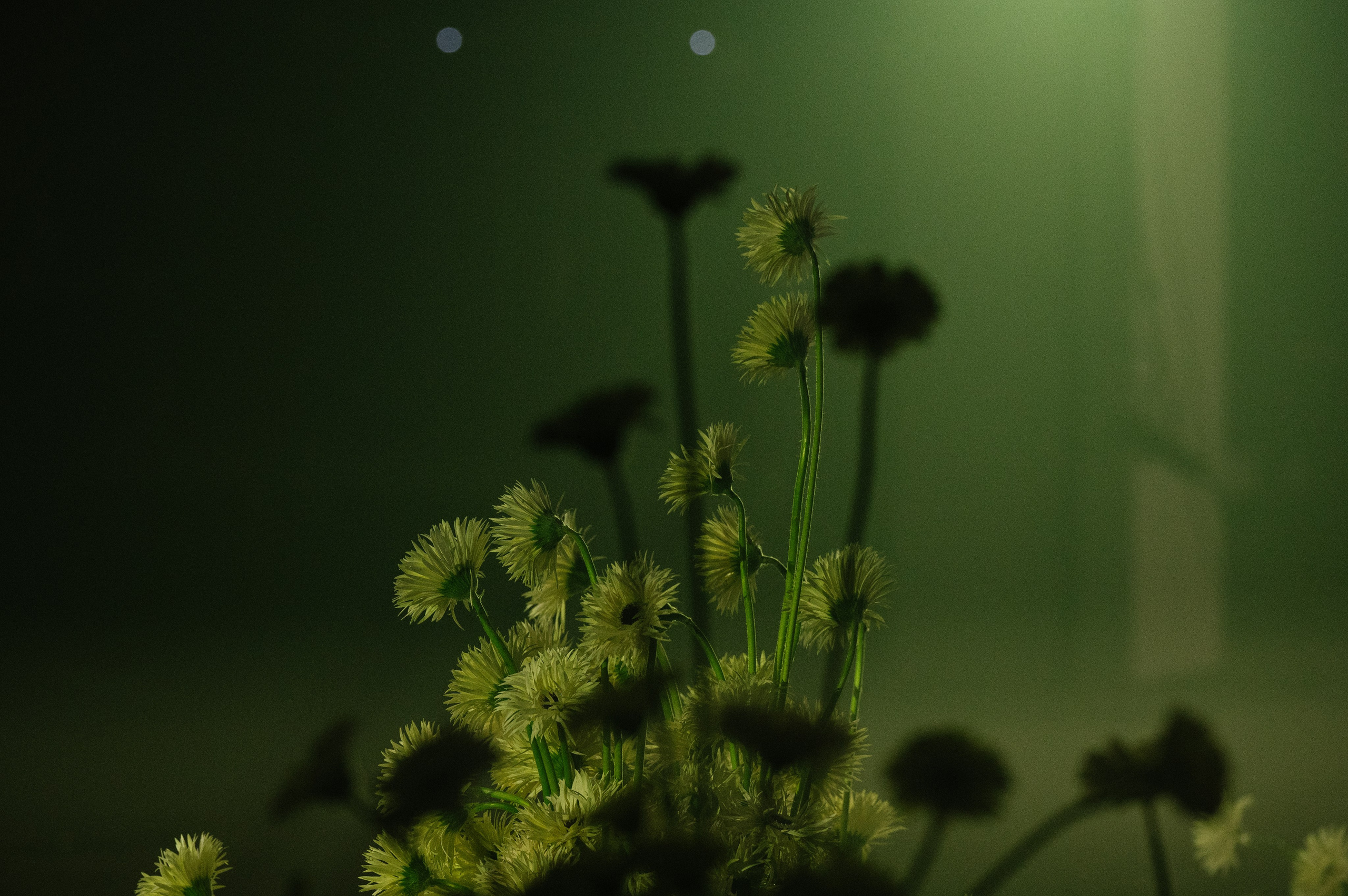 K A R U S E L. Свадебный и репортажный фотограф Сергей Чесноков