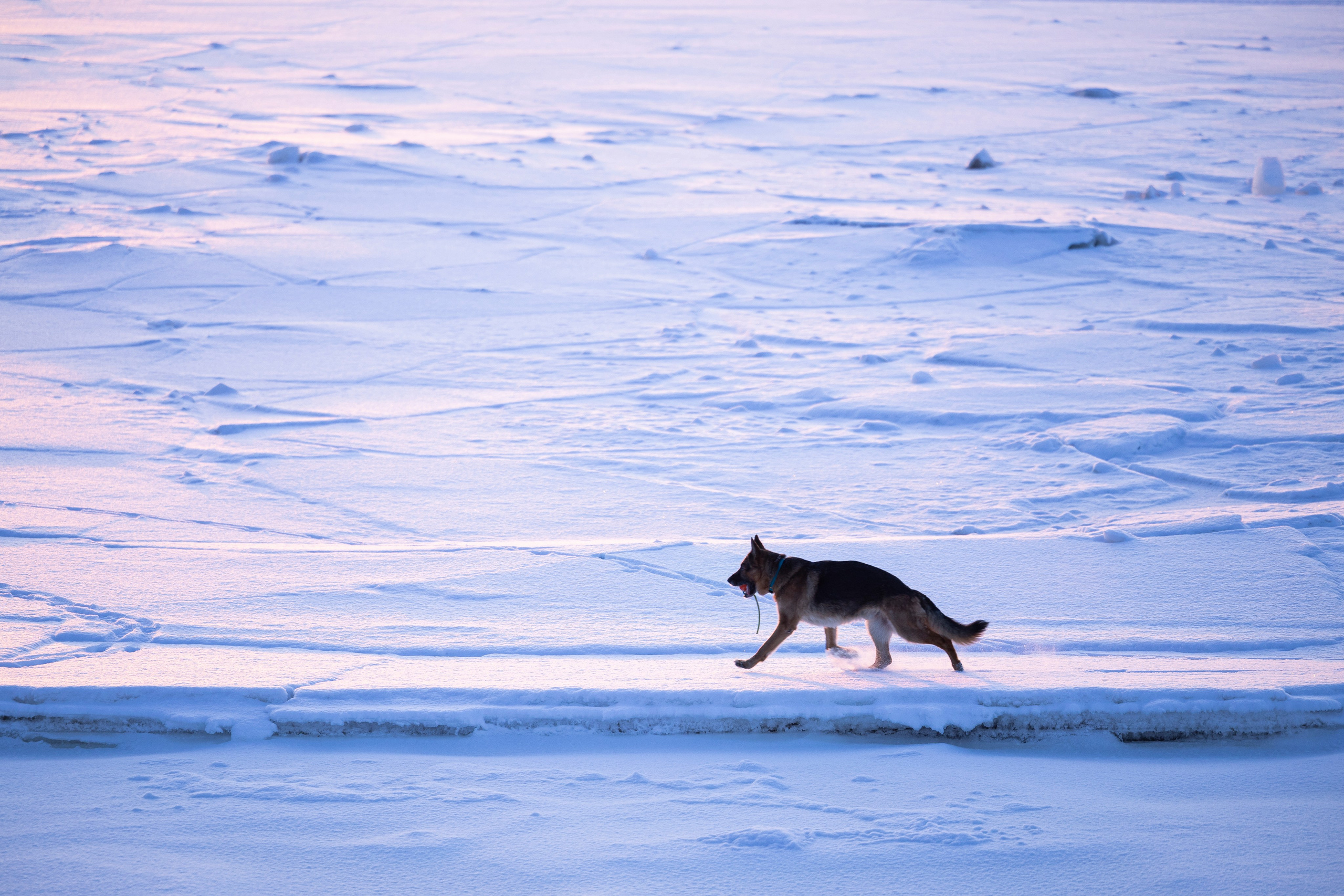 Рейн. Фотограф-анималист Анна Маринич