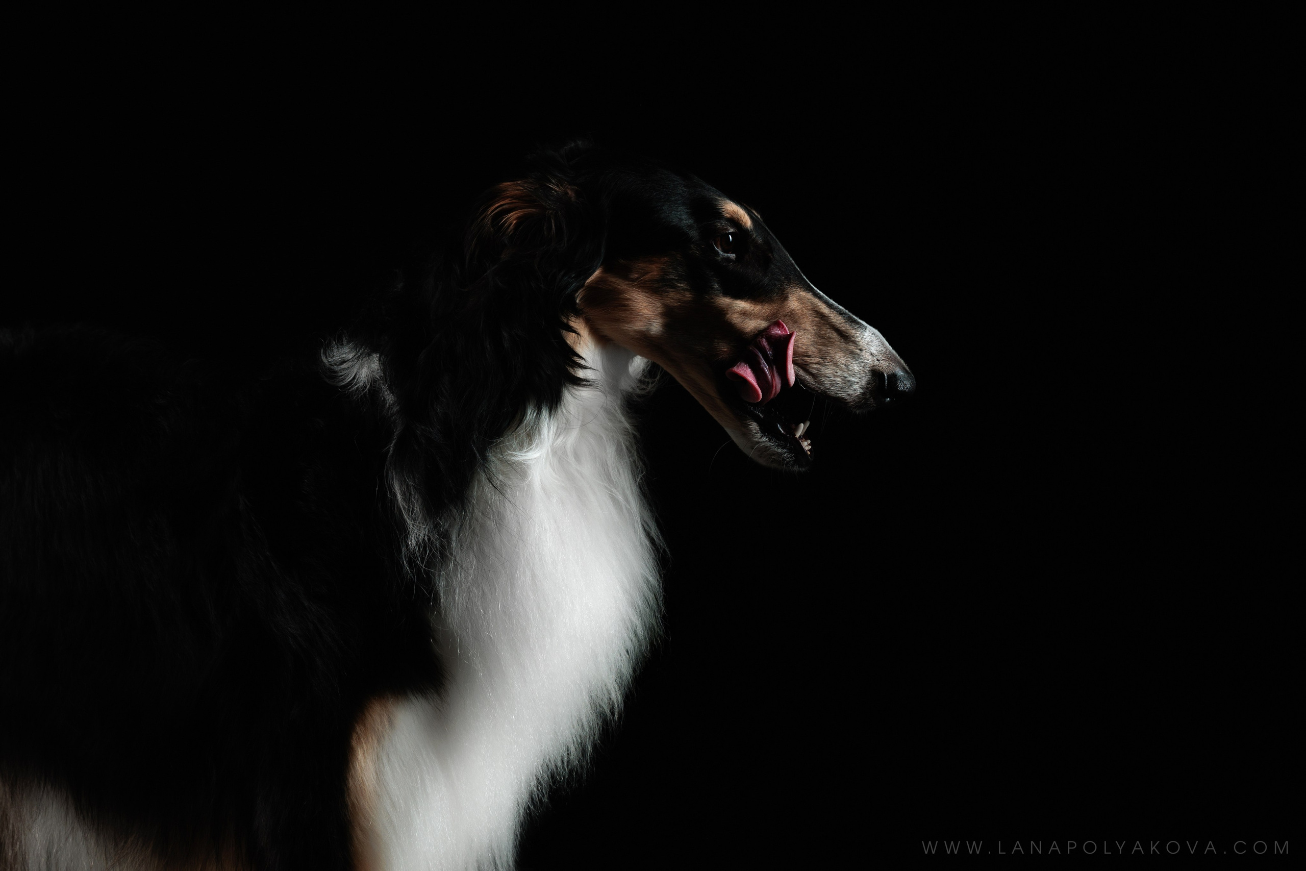 СТУДИЯ. ФОТОГРАФ-АНИМАЛИСТ l LANA POLYAKOVA