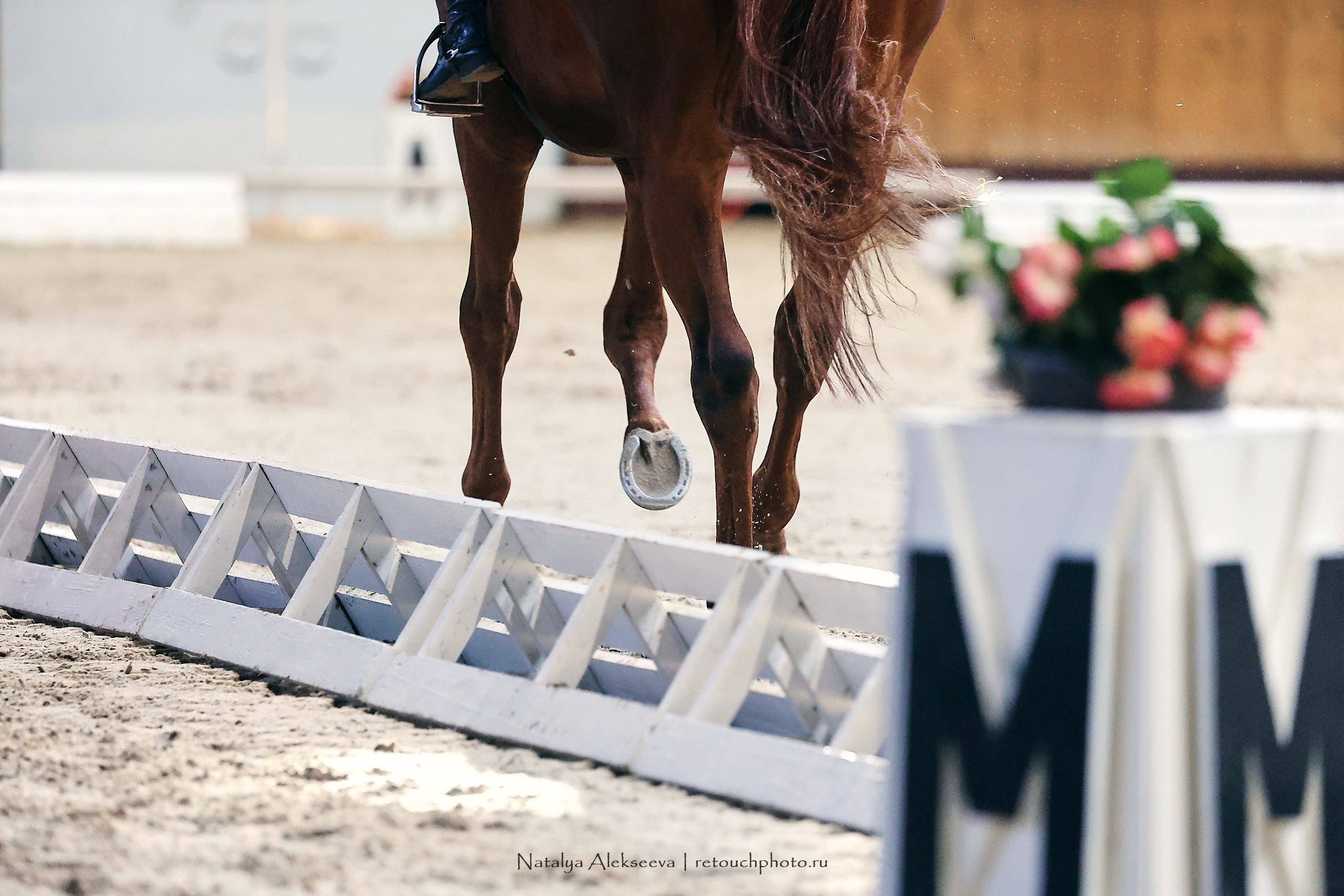 Звезды Евразии по выездке, Минск | 10'2023. Репортажный фотограф и ретушер в Москве Наталья Алексеева