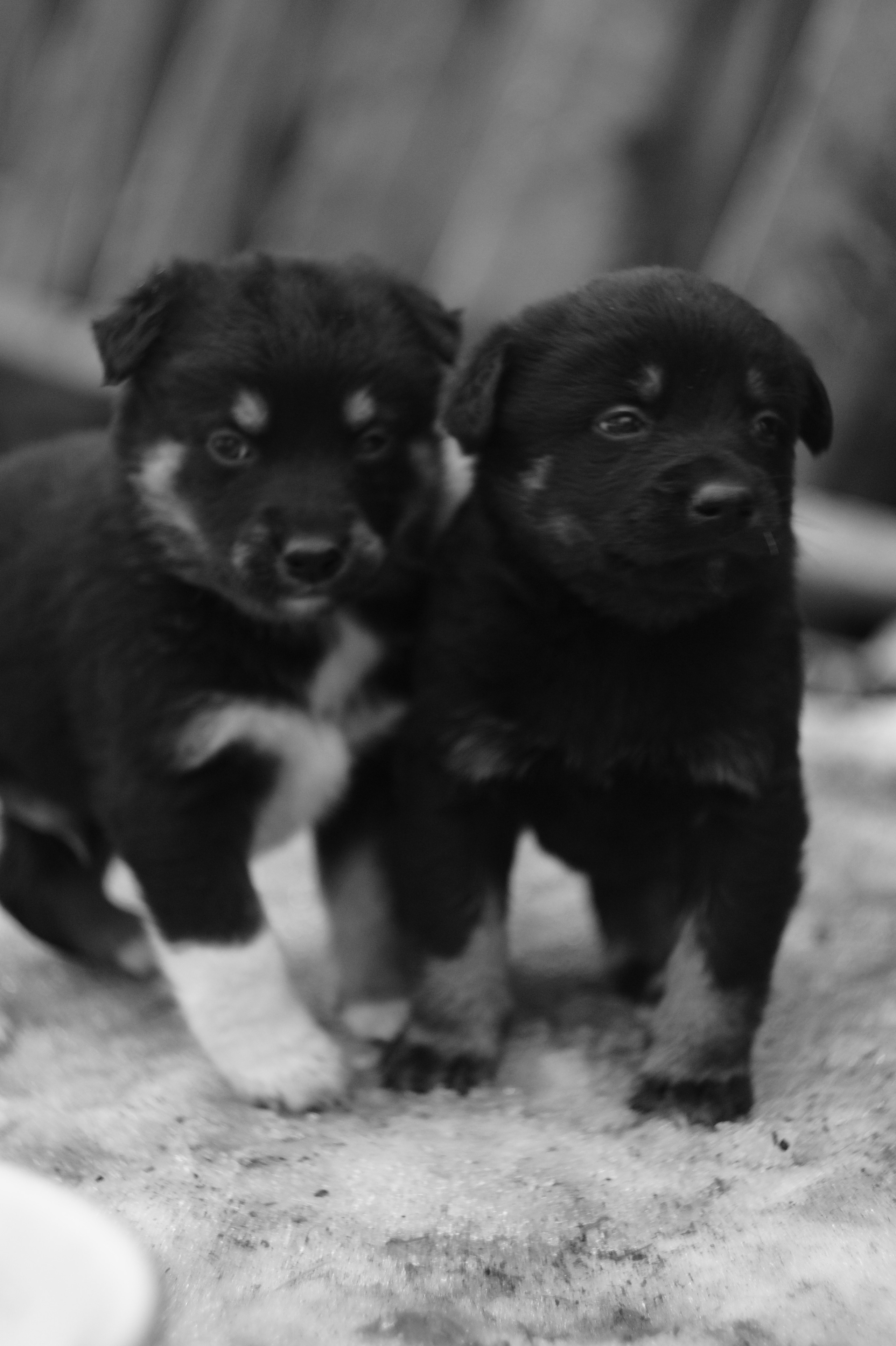 Dogs. Профессиональный фотограф