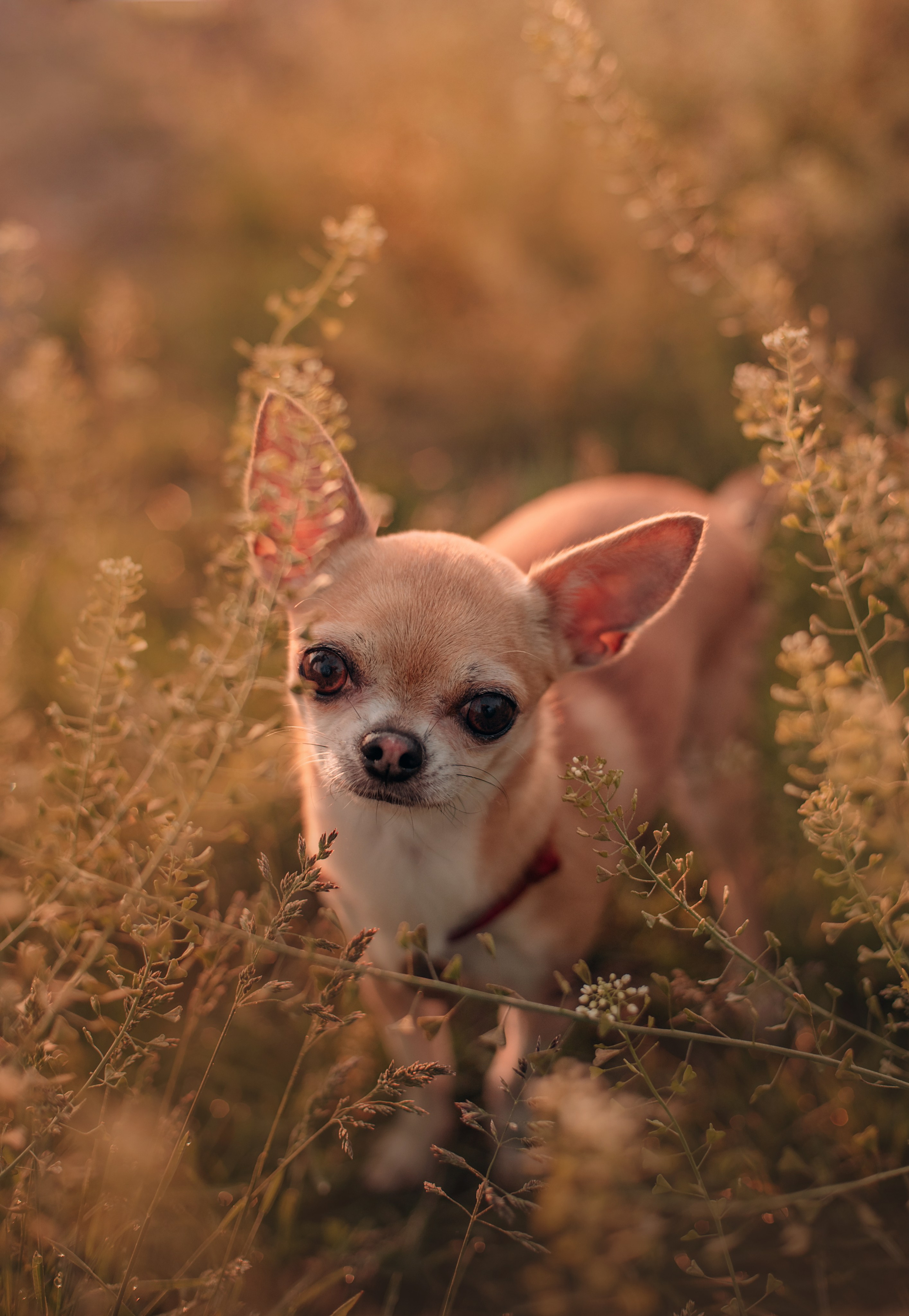 Прогулка: чихуахуа Хенни и Алина во Владивостоке. Портфолио