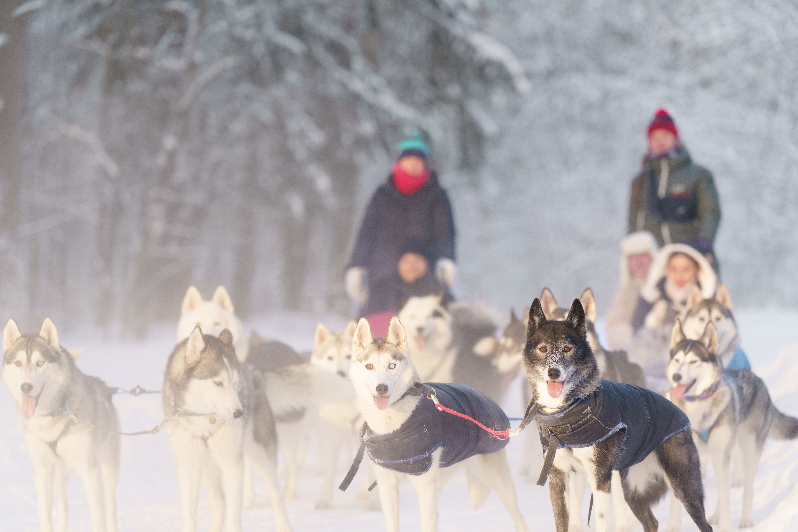 Катания на упряжке. Фотограф-анималист в Санкт-Петербурге