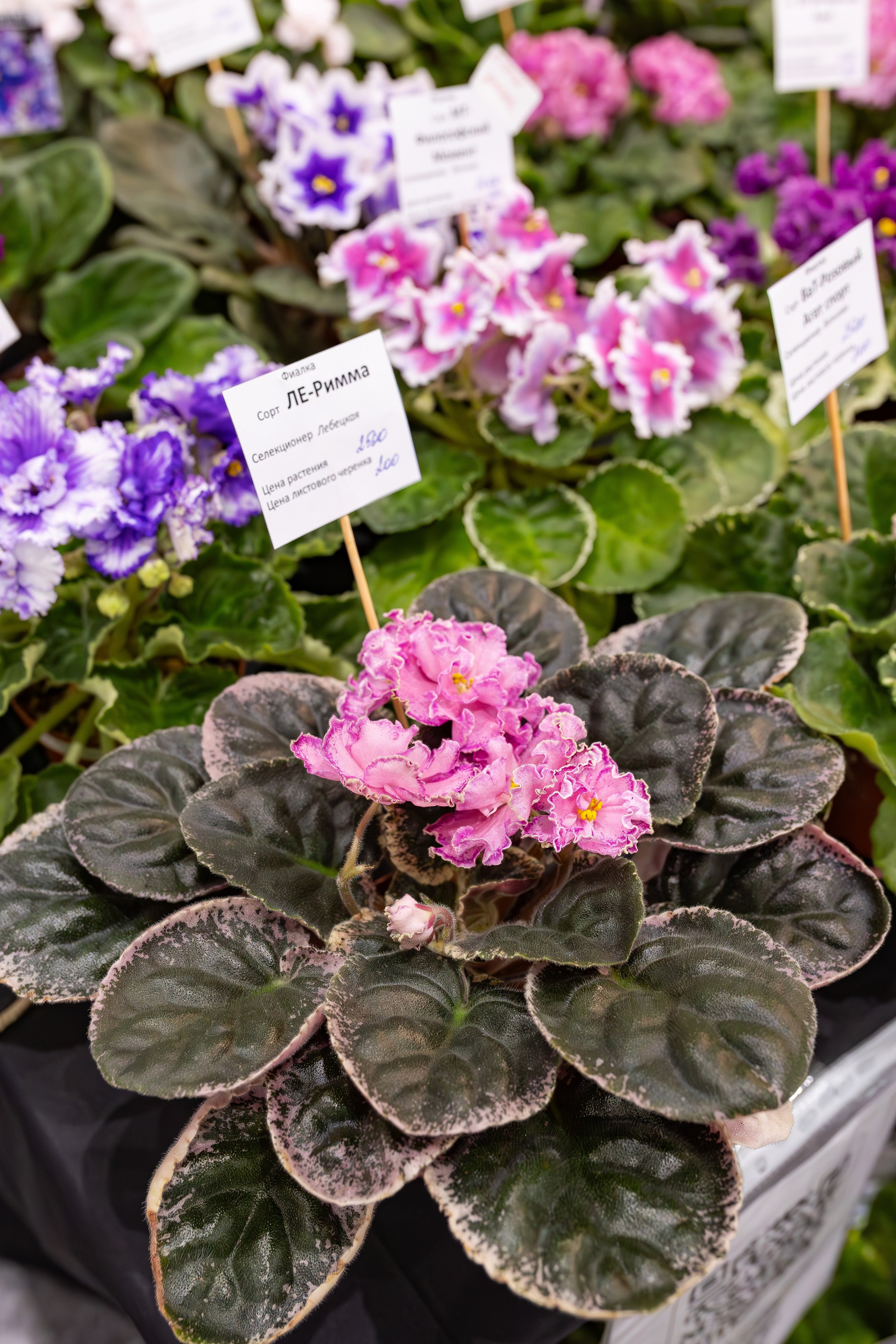 Орхидиум сентябрь 2025. Александра Куликова фотограф, Москва