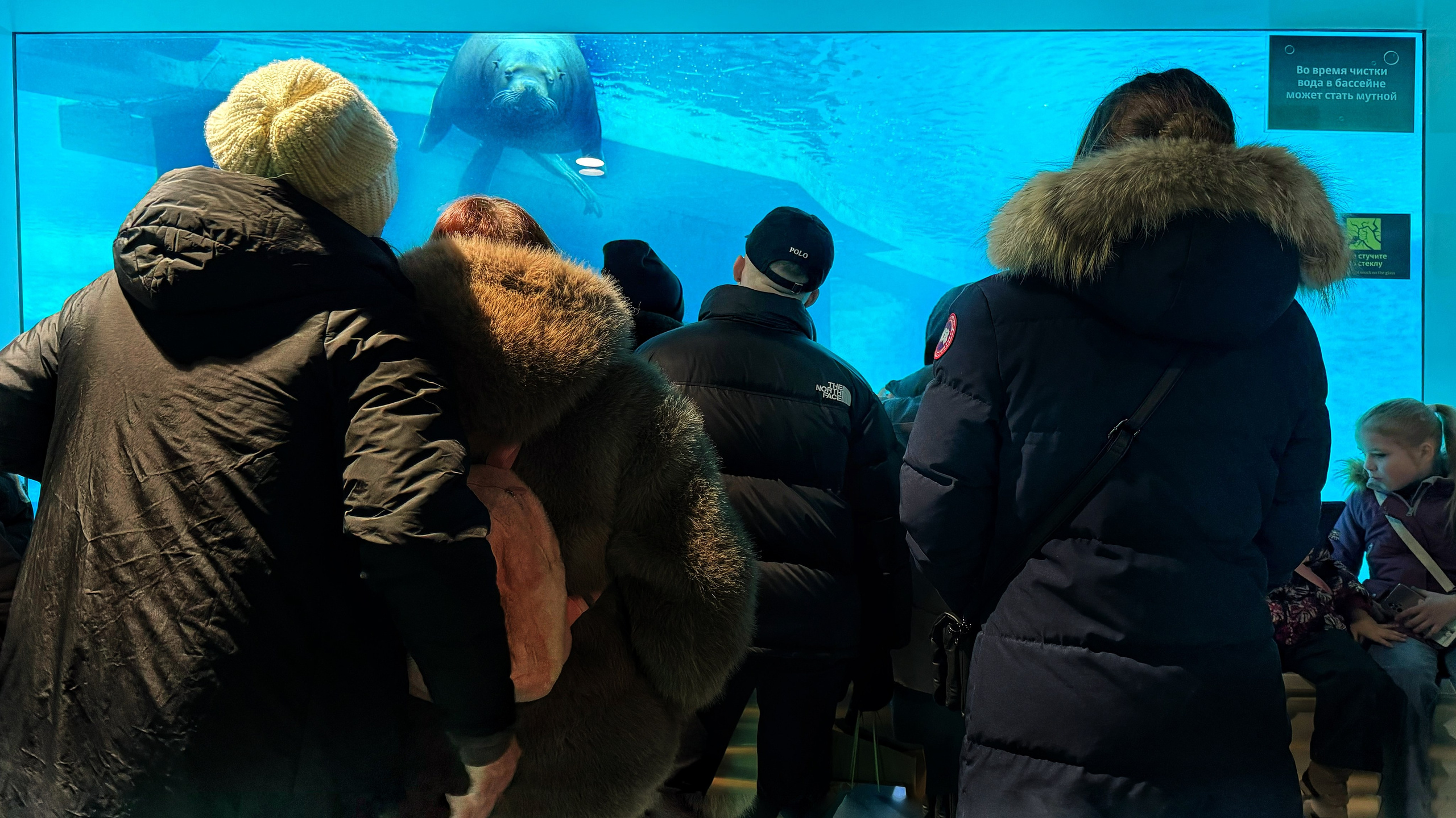 Снято на телефон. Фотография, ретушь, сканирование, восстановление старых фото, интерьерная съёмка, студия. Данилов Александр, Москва