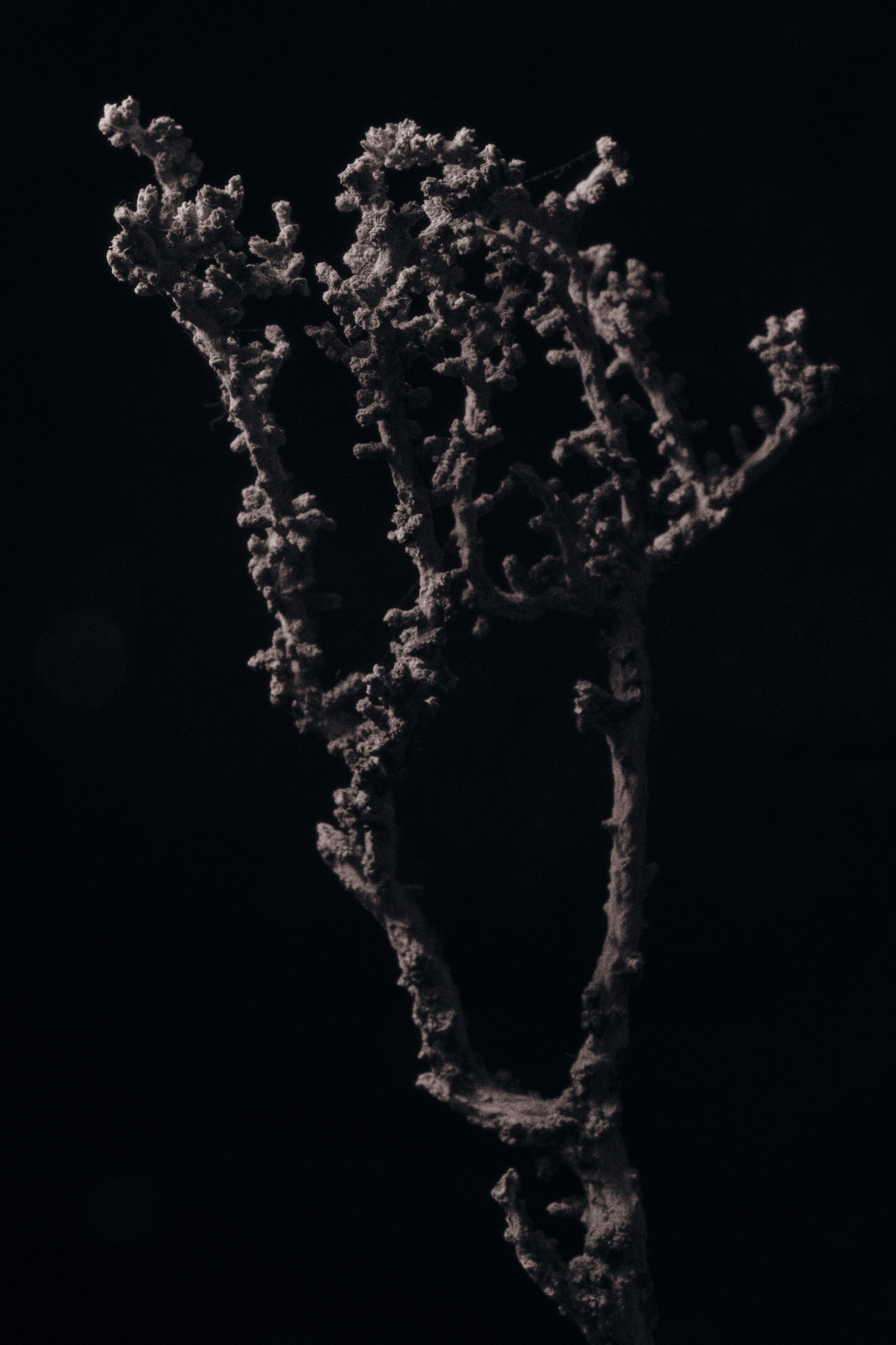 ЦВЕТЫ. Фотограф в Алматы Артемий Матюнин