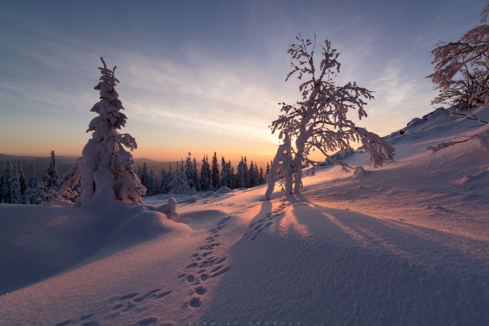 В тишине зимнего леса слышен лишь скрип снега под ногами и шёпот ветра.