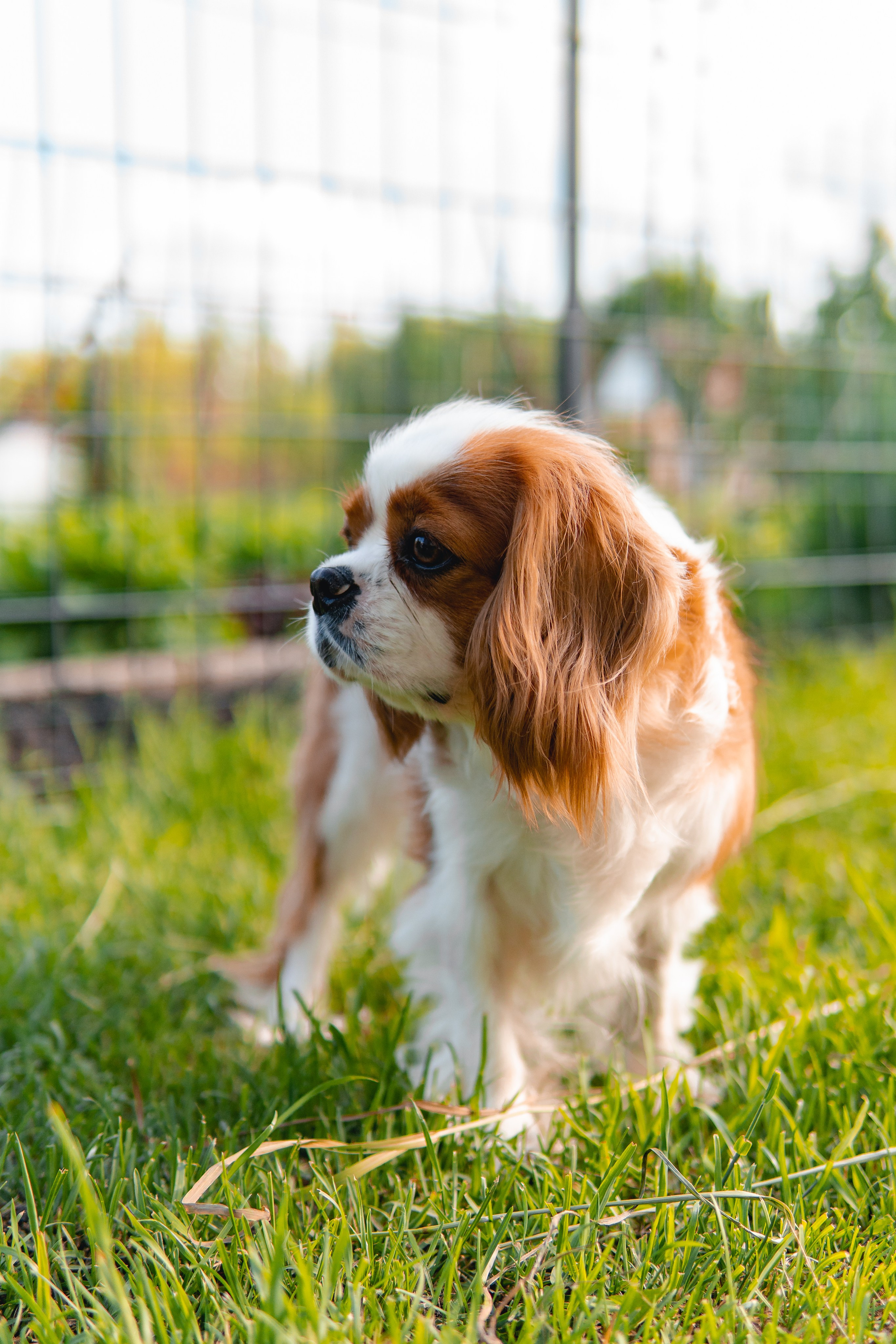 Belle Destino (питомник): майское солнышко. Портретный и репортажный фотограф в Воронеже: Анастасия Пузикова