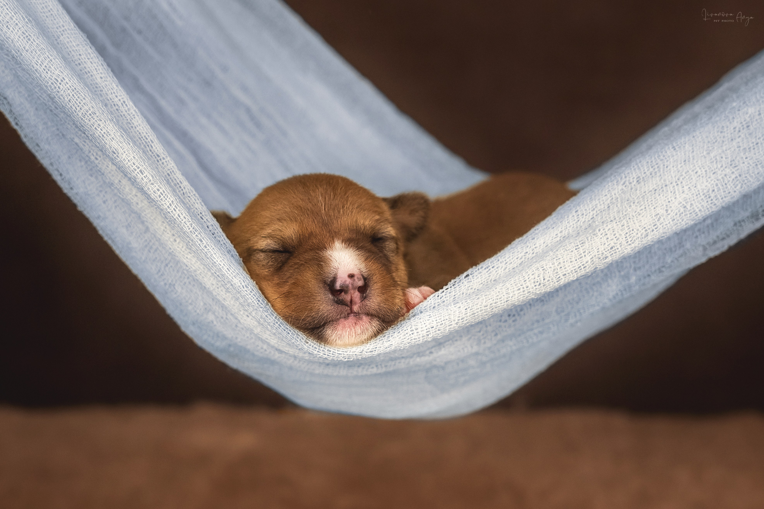 Басеньки. Фотограф анималист Аня Ливанова | Рыбинск