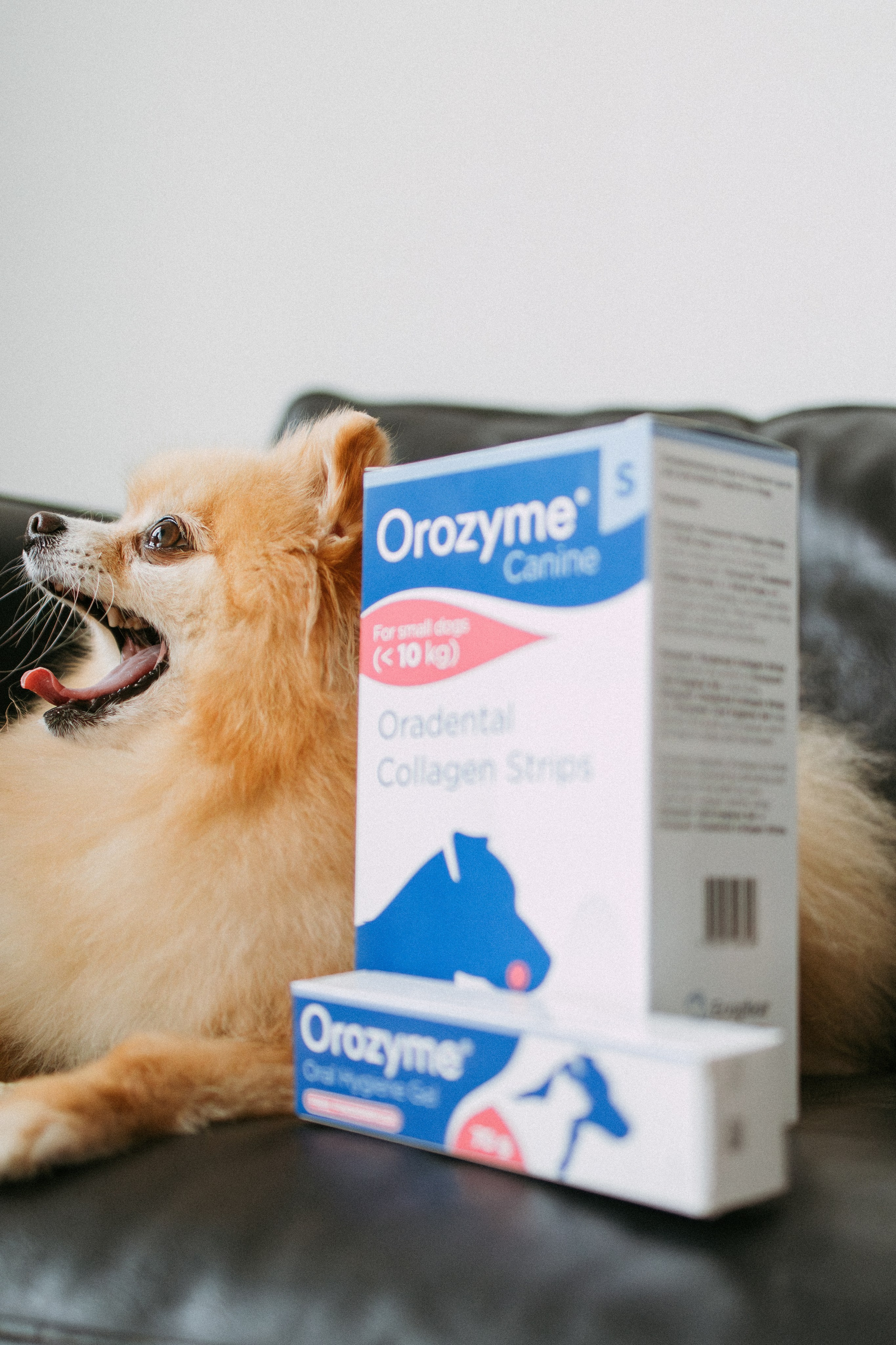 Orozyme&Emmiepet. Фотораф — анималист Мария Шистка