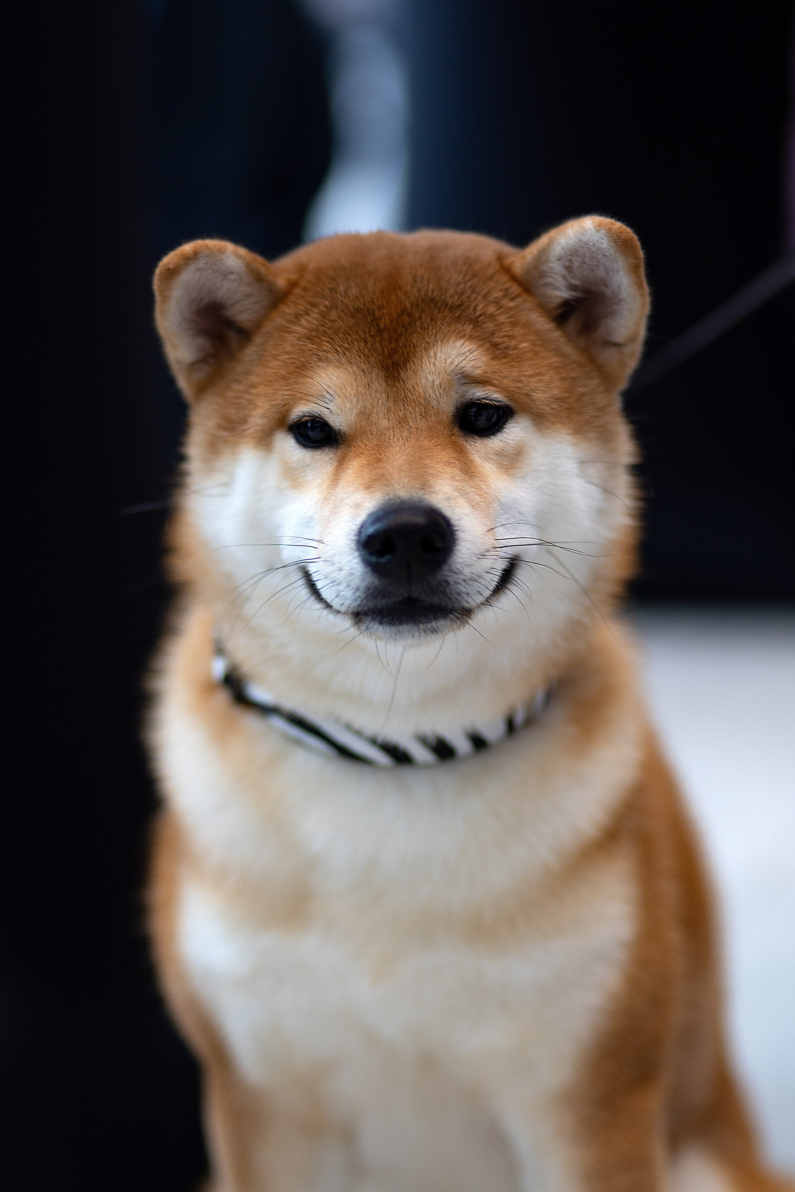 Анималистика