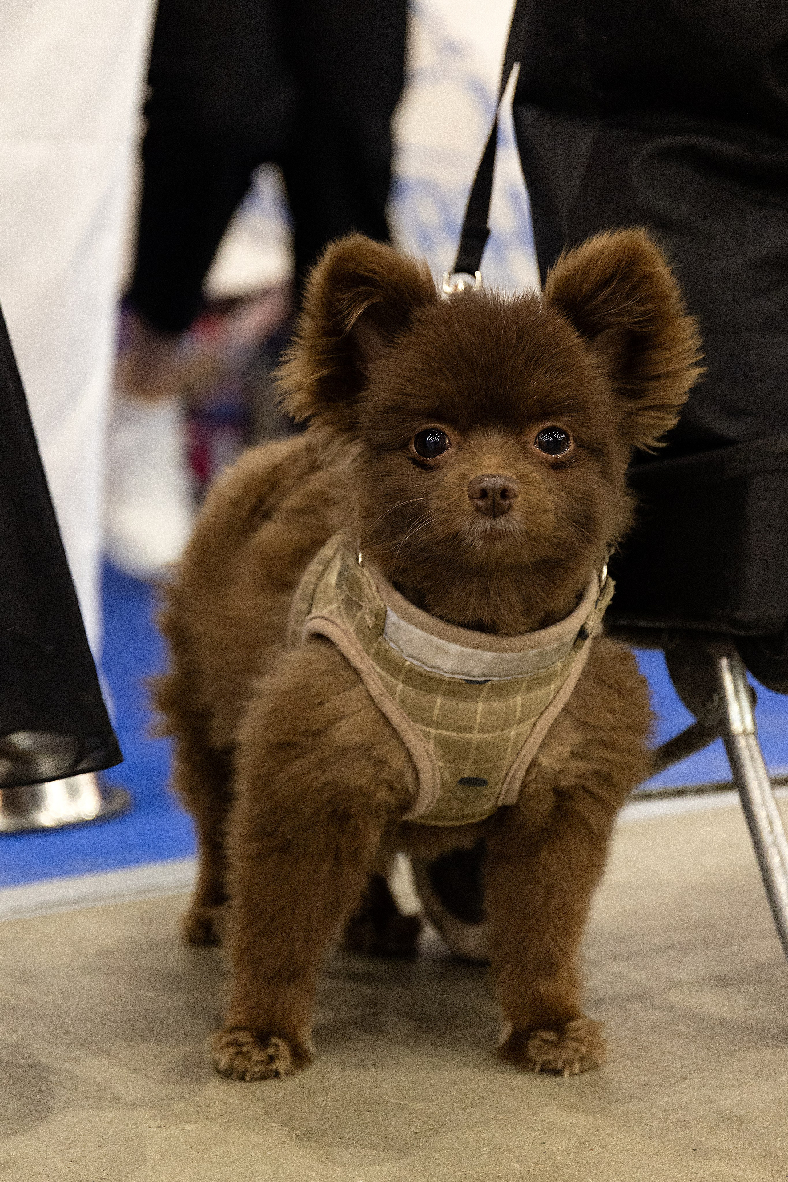 Анималистика