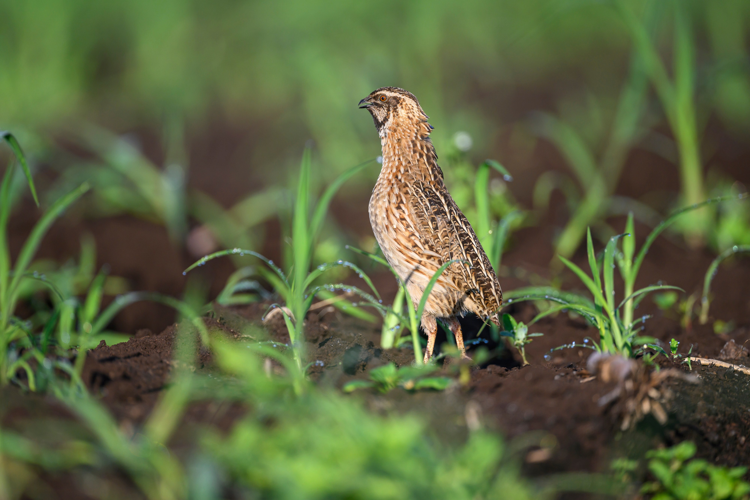 Перепела XII, роса. Фотограф Сергей Пупонин