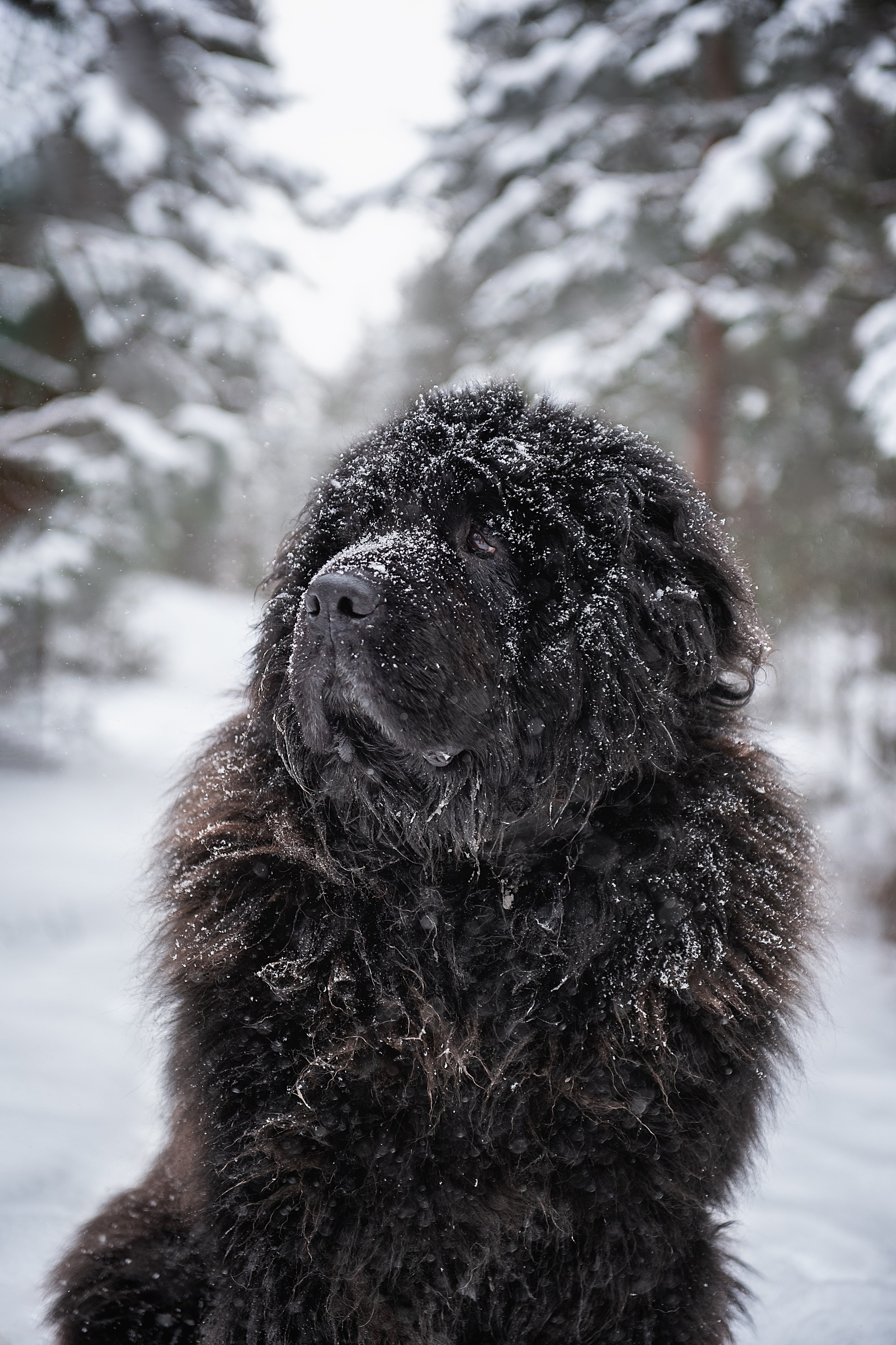 Ньюфаундленды. Мотофотограф в Нижнем Новгороде Динара Зуйкова