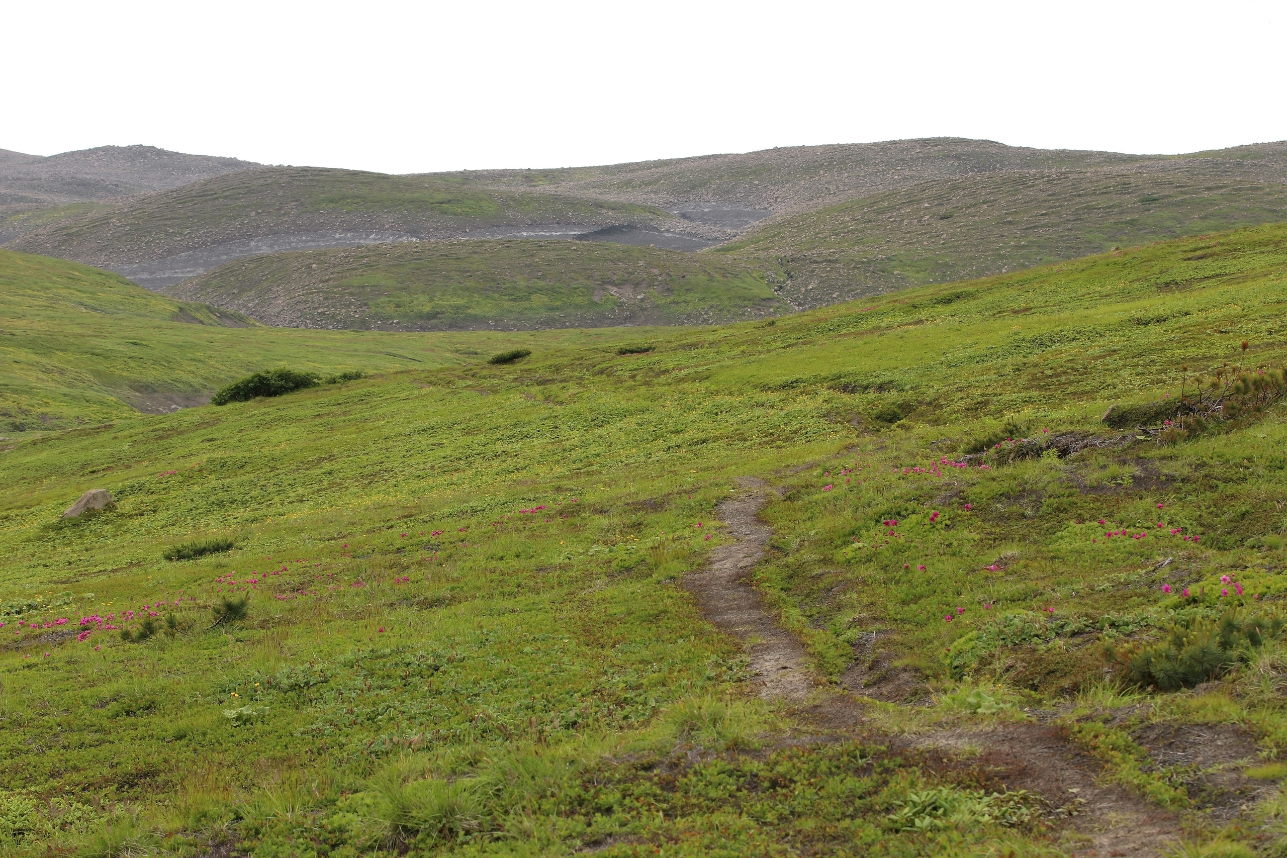 Камчатка и о. Парамушир. Июль 2024. Путешественник-фотограф из Санкт-Петербурга Татьяна Свистулина