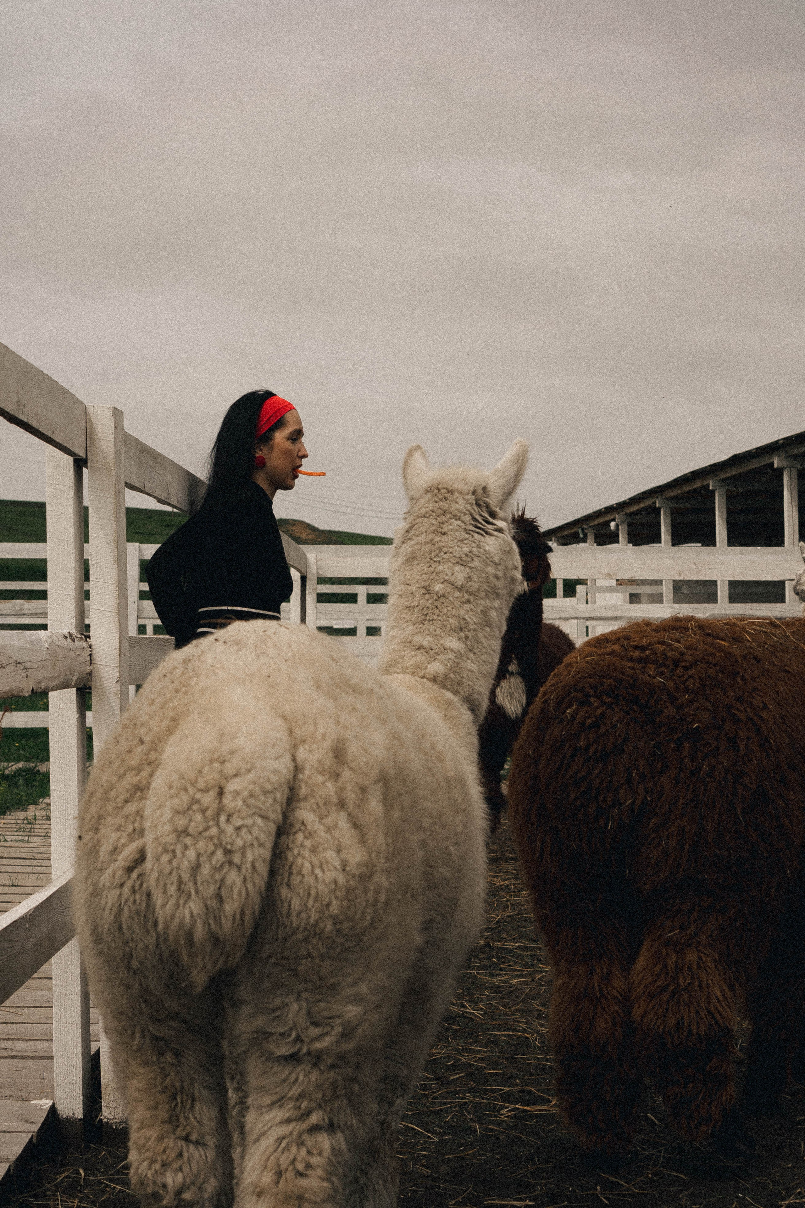 Ферма Альпак. Профессиональный фотограф, Санкт-Петербург — Виктория Богомолова