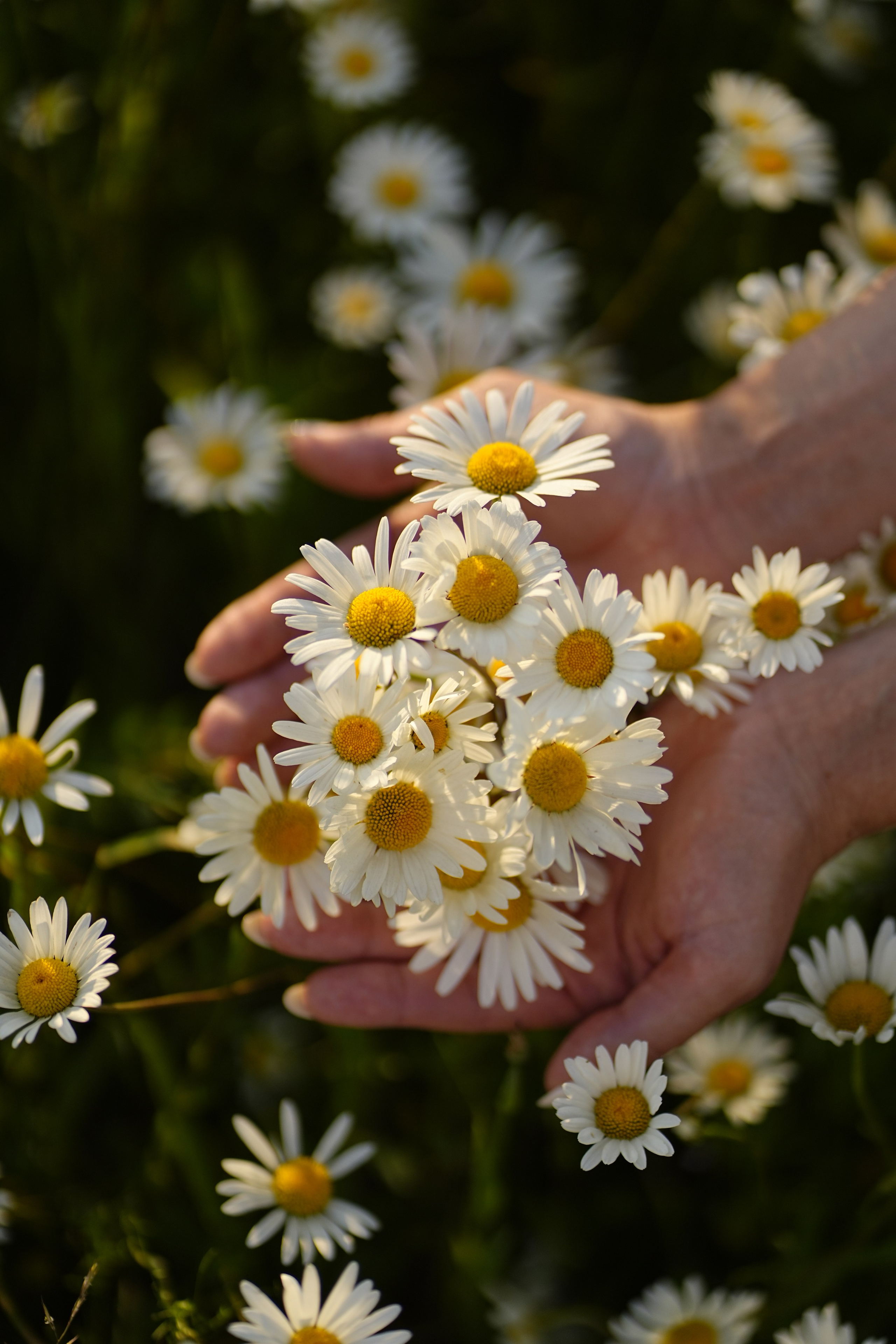 Екатерина. Елена Новикова фотограф и видеограф в Москве