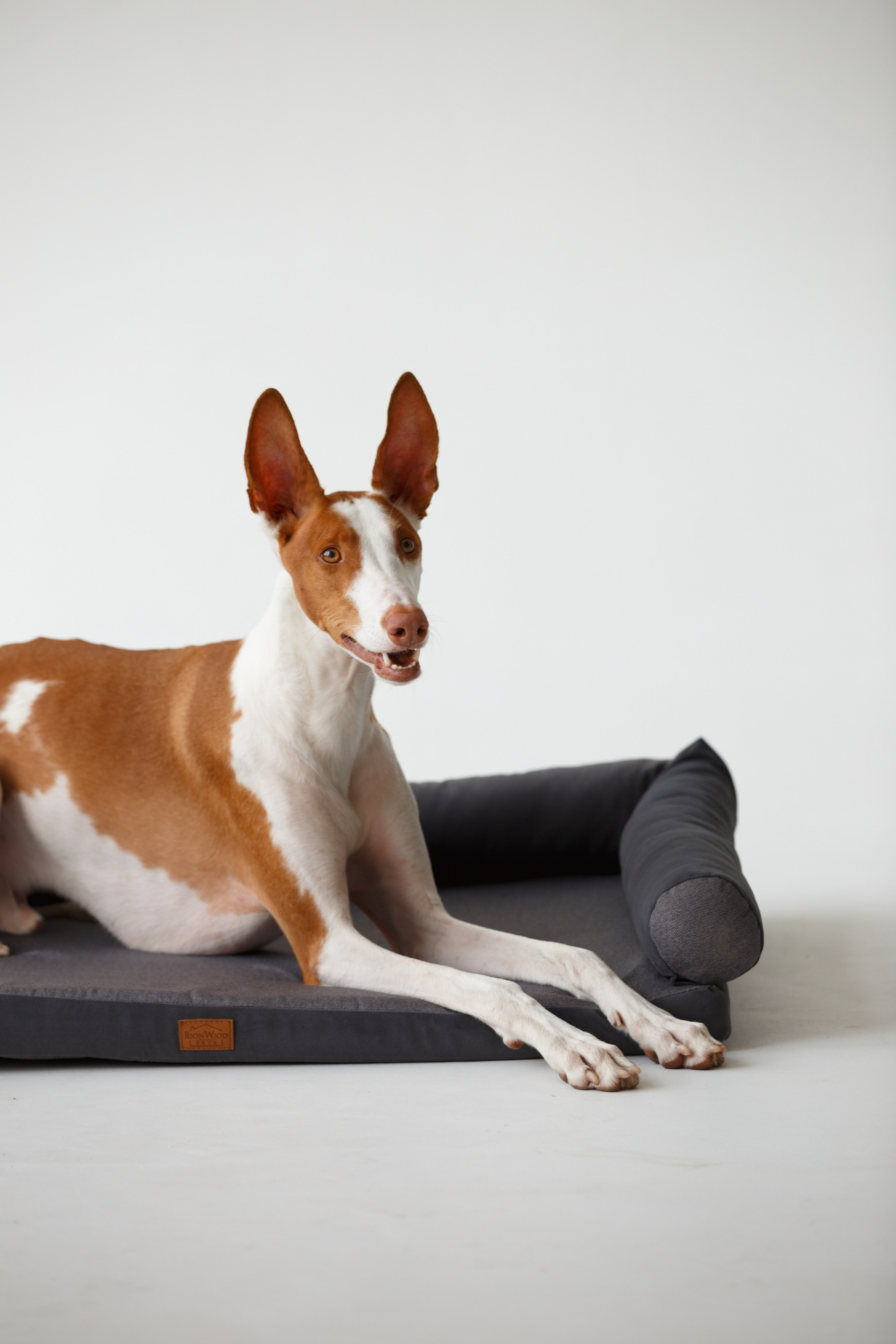 Boonwood Pets лежанки для животных. Фотограф анималист Кристина Карпова, Москва