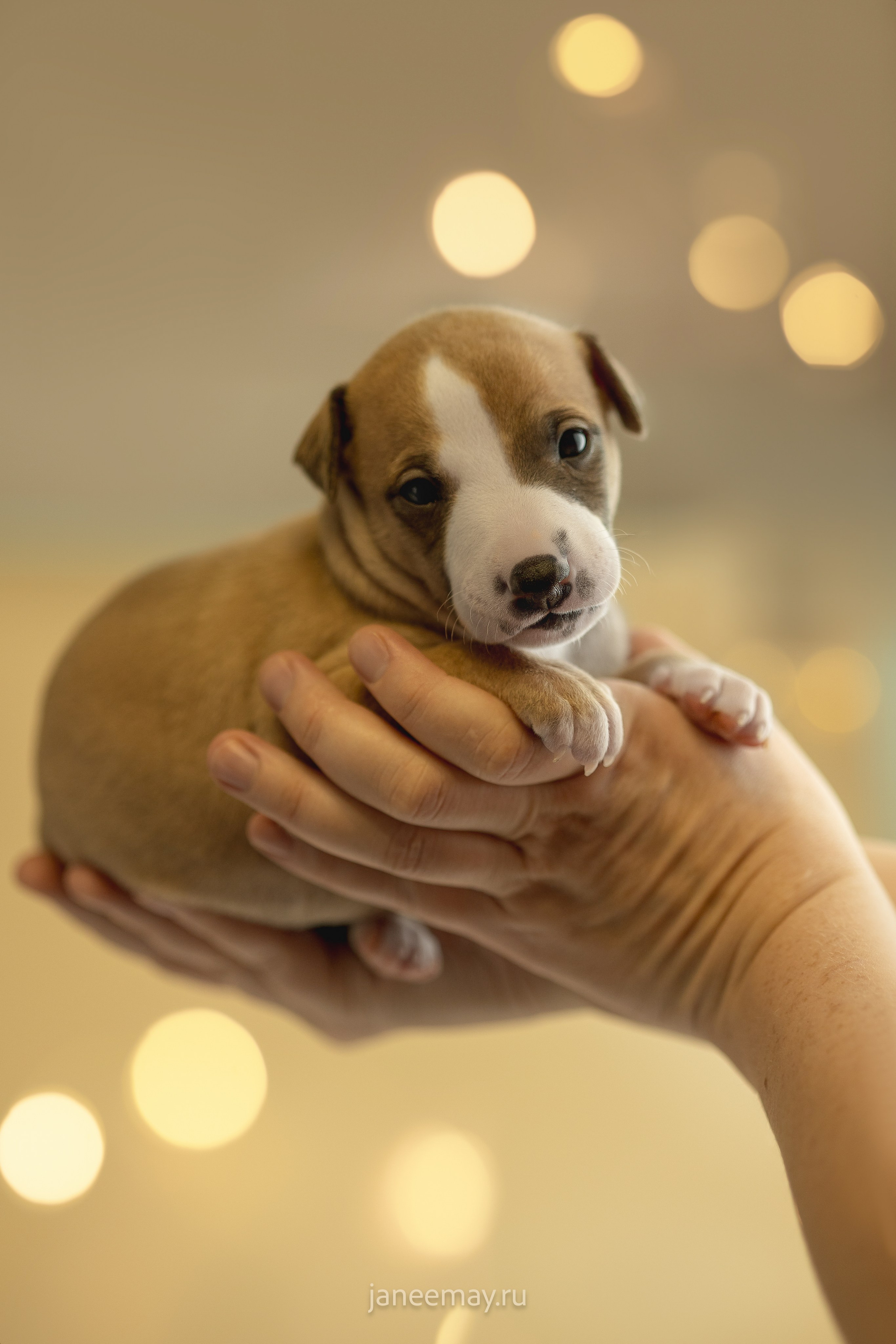 Малыши уиппеты Великбековых. Фотограф анималист в Москве Майорова Евгения