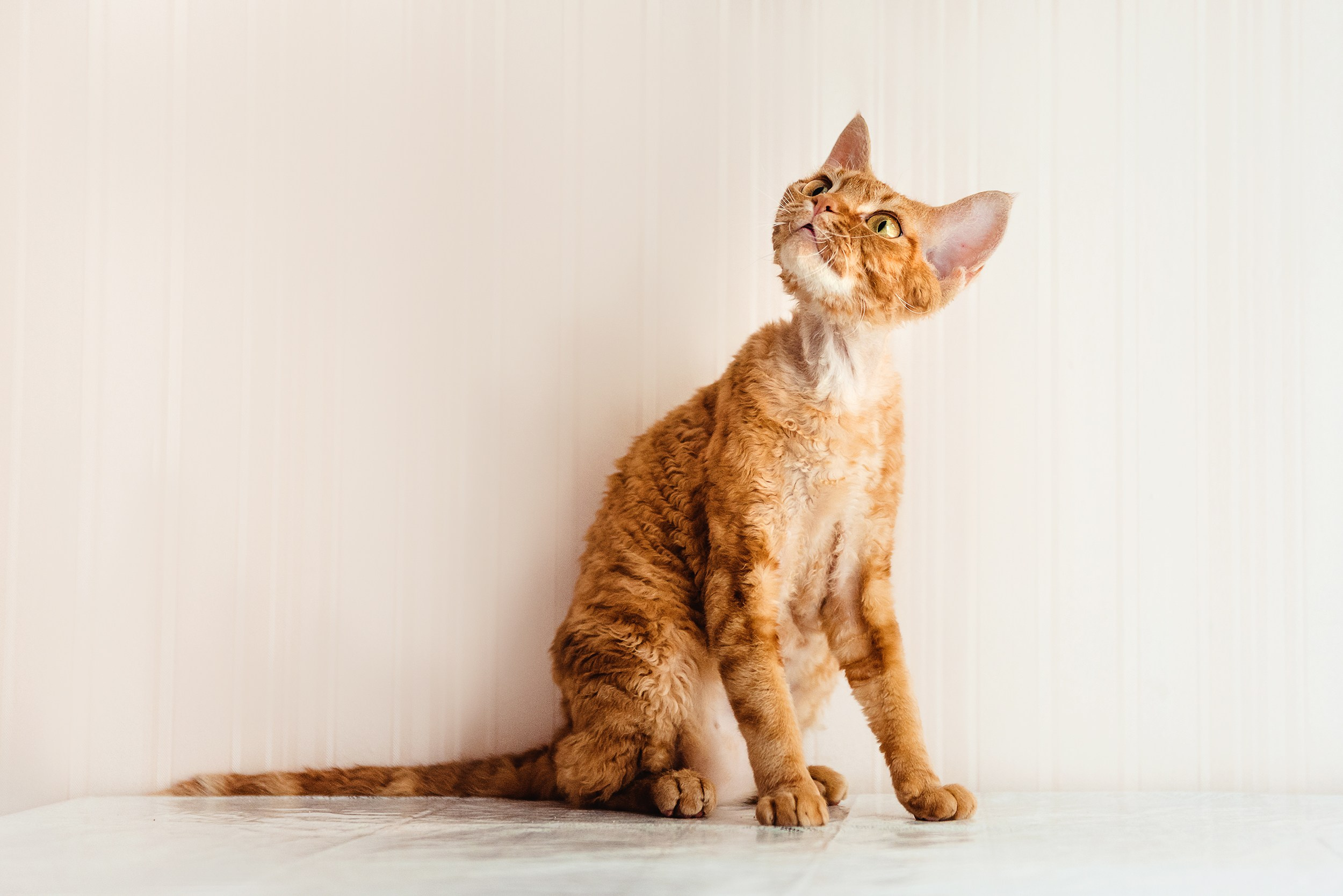 Кошка. Семейный Фотограф в Москве Ирина Хохлова