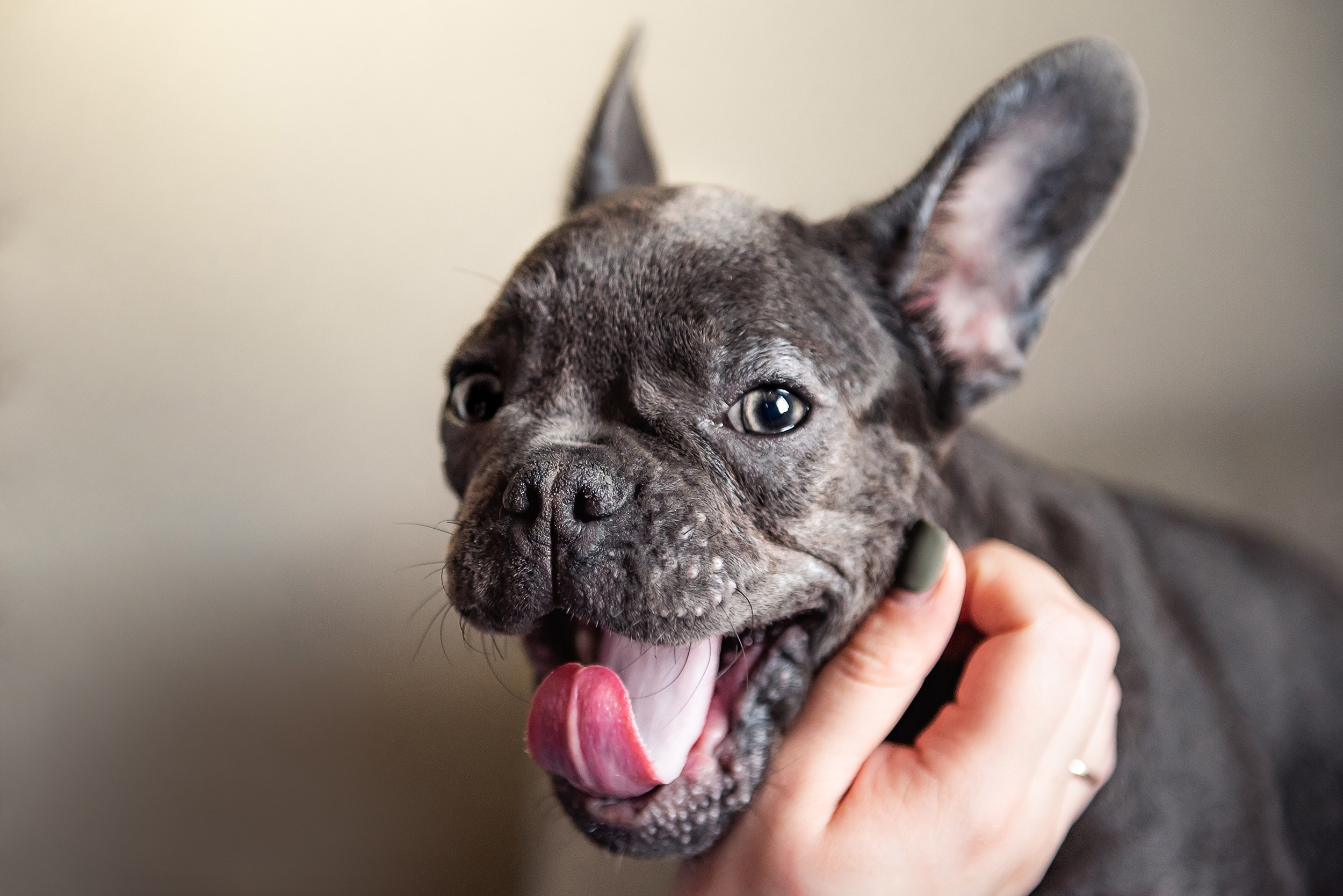 Бульдоги и компания. Семейный Фотограф в Москве Ирина Хохлова