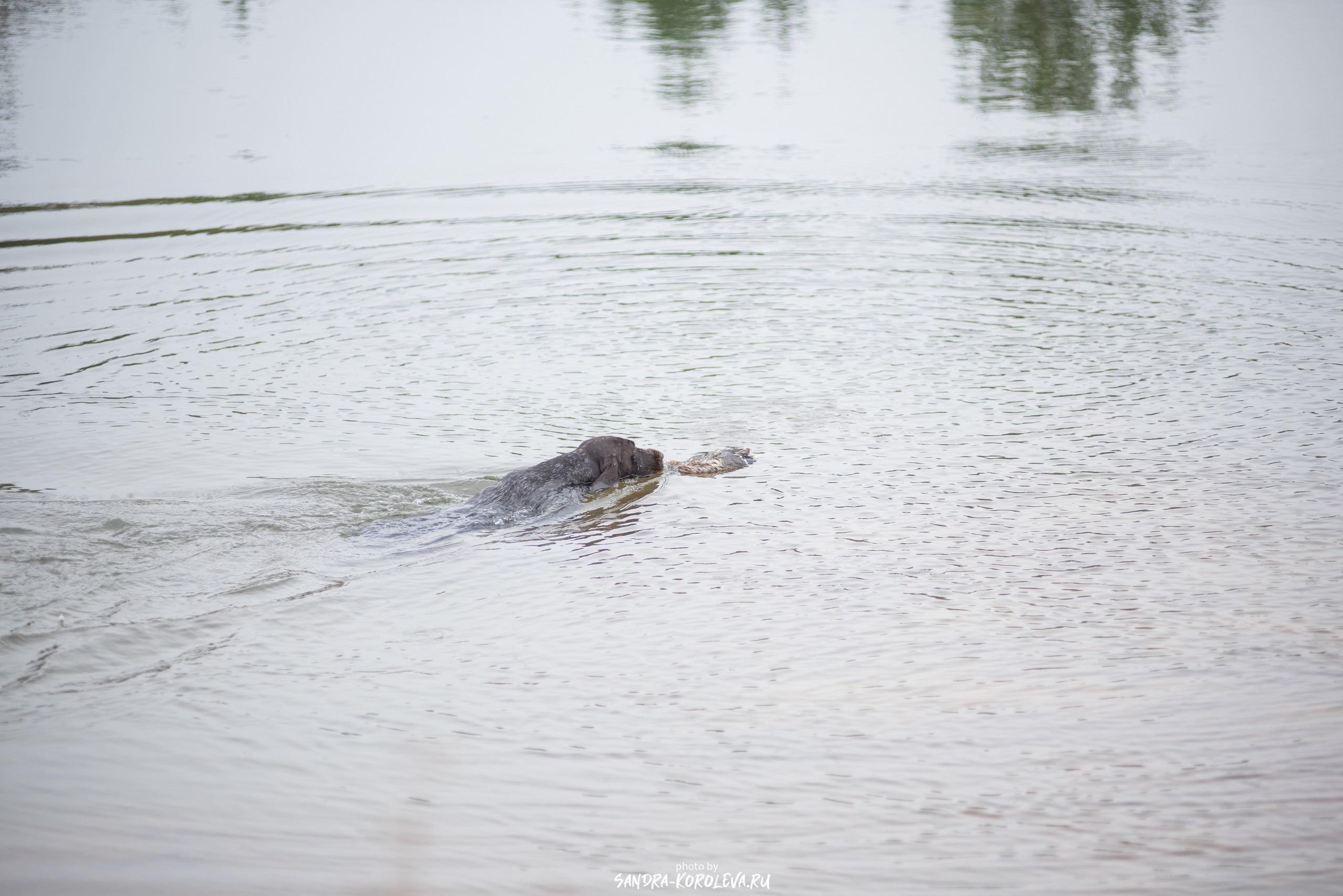 Рабочие дипломы. Главная