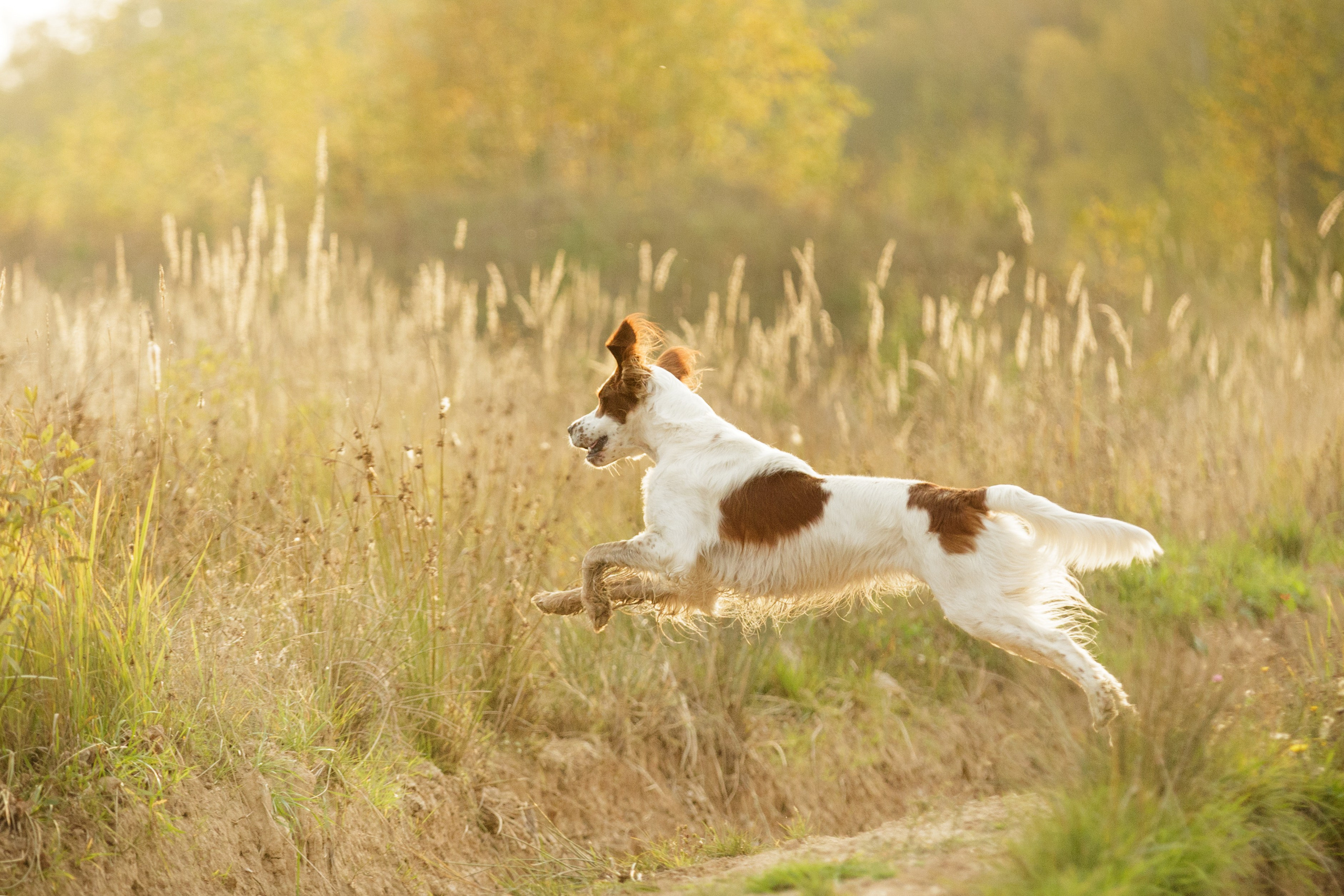 Ирландский красно-белый сеттер Шамрог. Фотограф-анималист Natalia Deingel | Фотосъемка собак в Москве