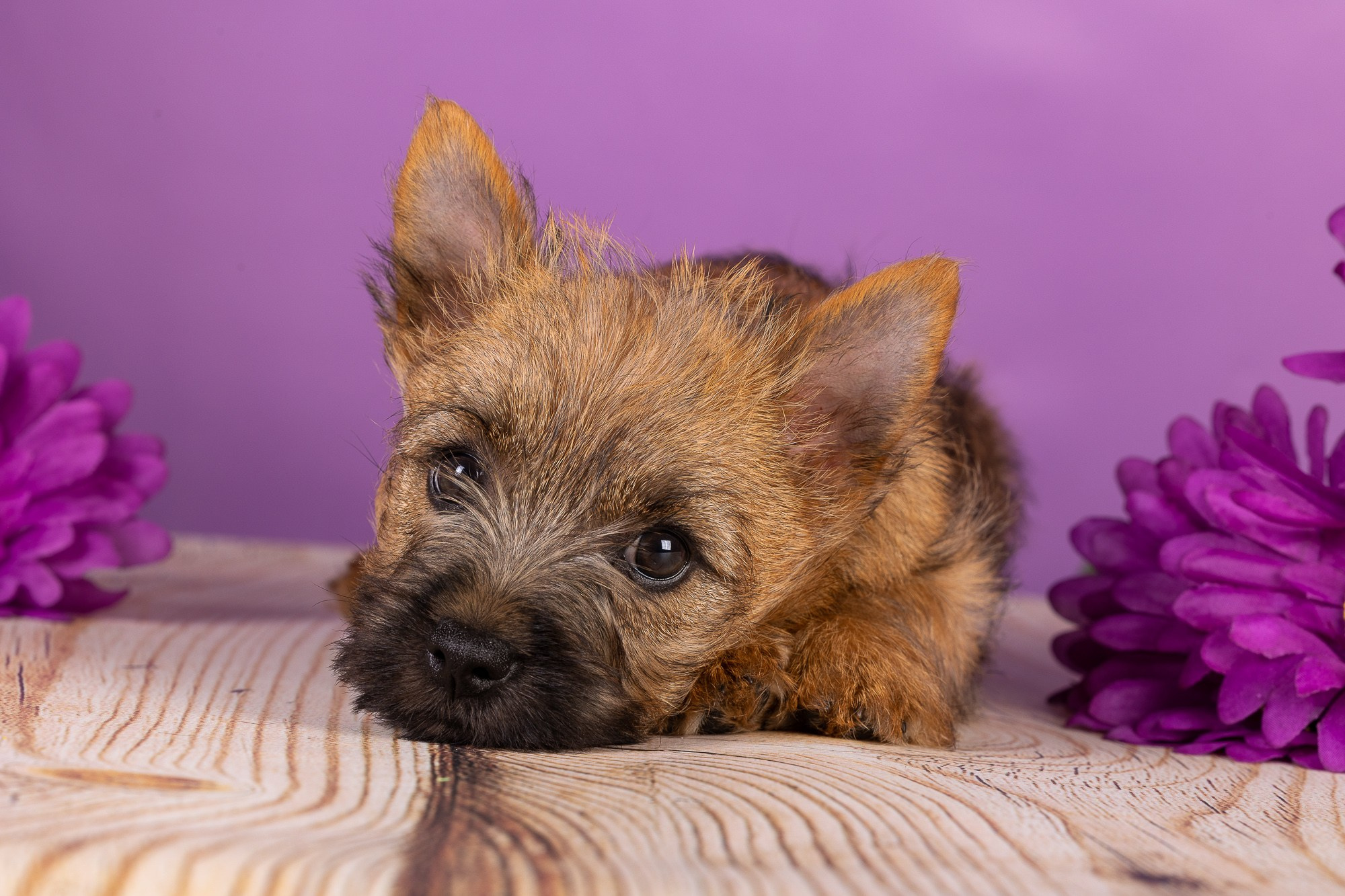 Фотосъёмки щенков. Фотограф-анималист Natalia Deingel | Фотосъемка собак в Москве