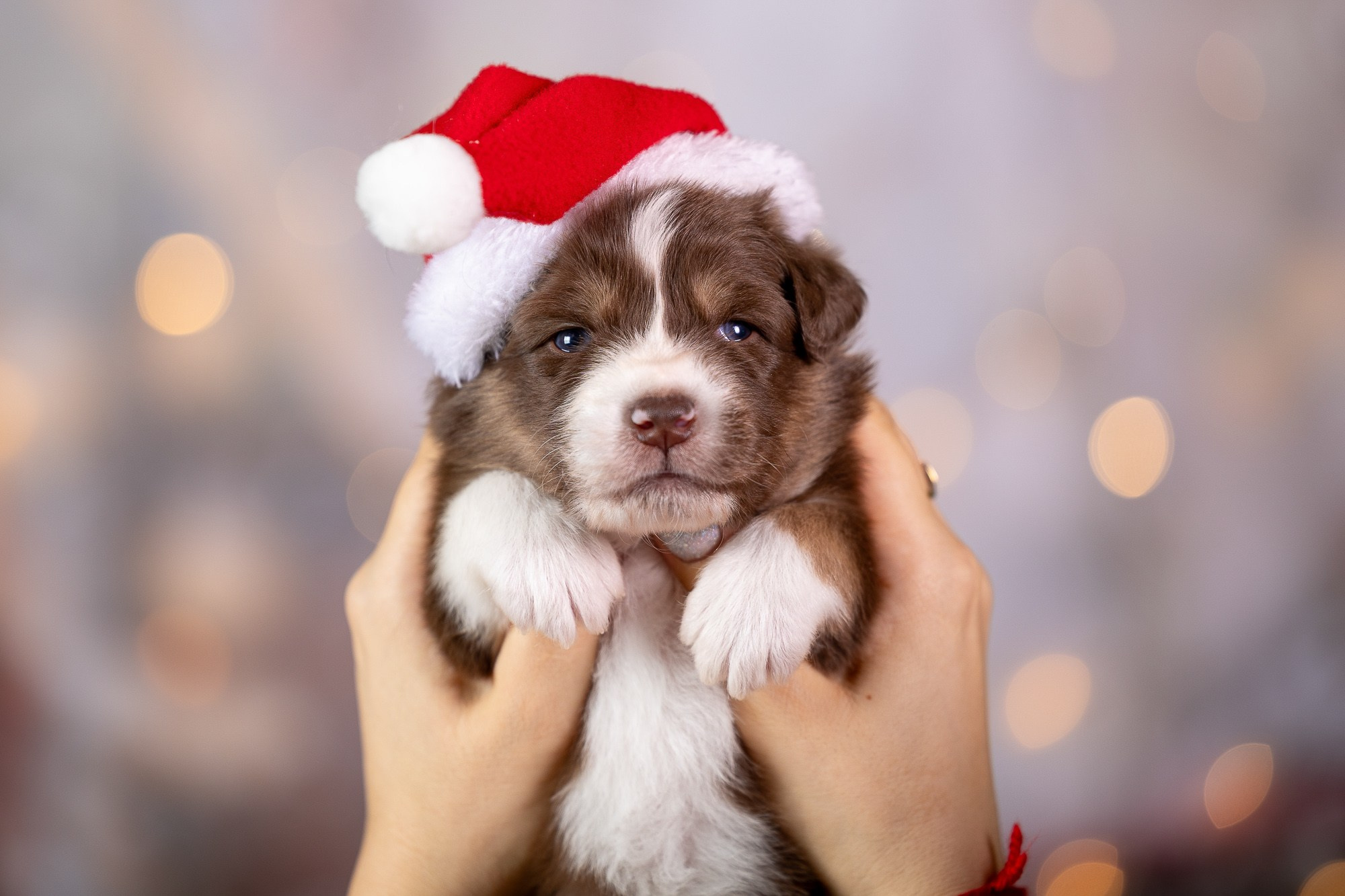 Фотосъёмки щенков. Фотограф-анималист Natalia Deingel | Фотосъемка собак в Москве