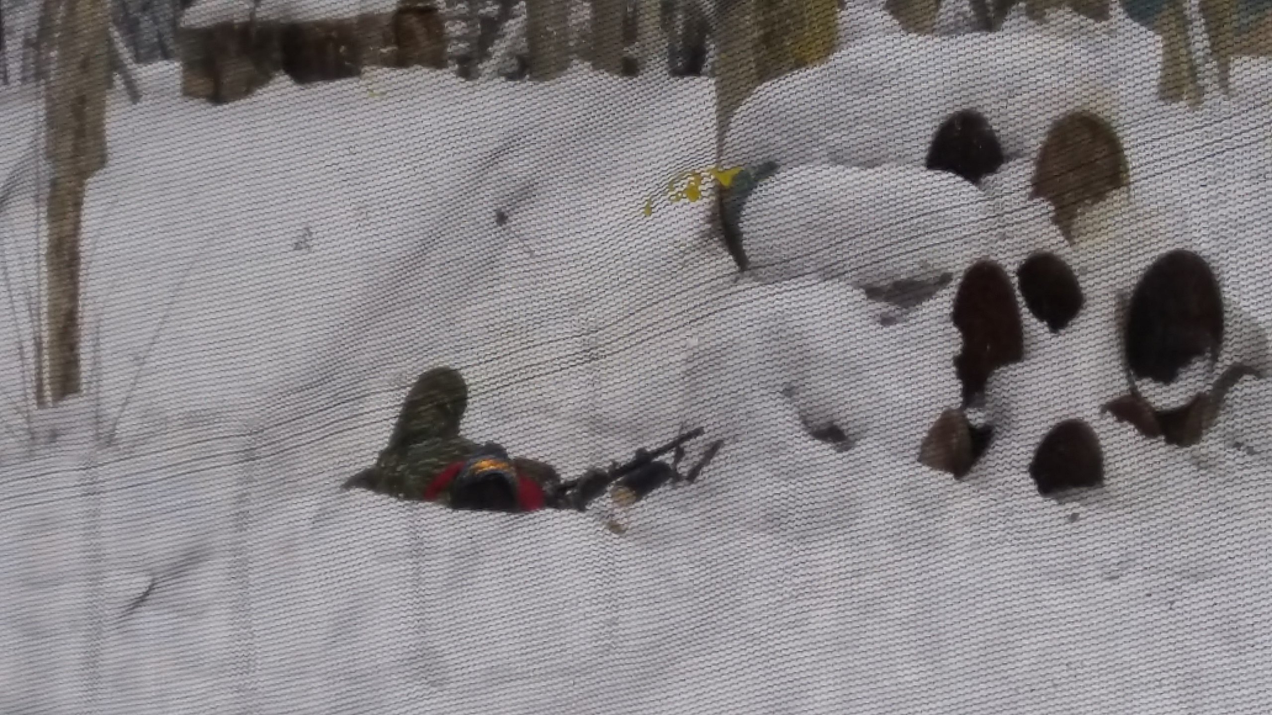 Пейтбольная битва | 17.12.2016. Галерея Фантим