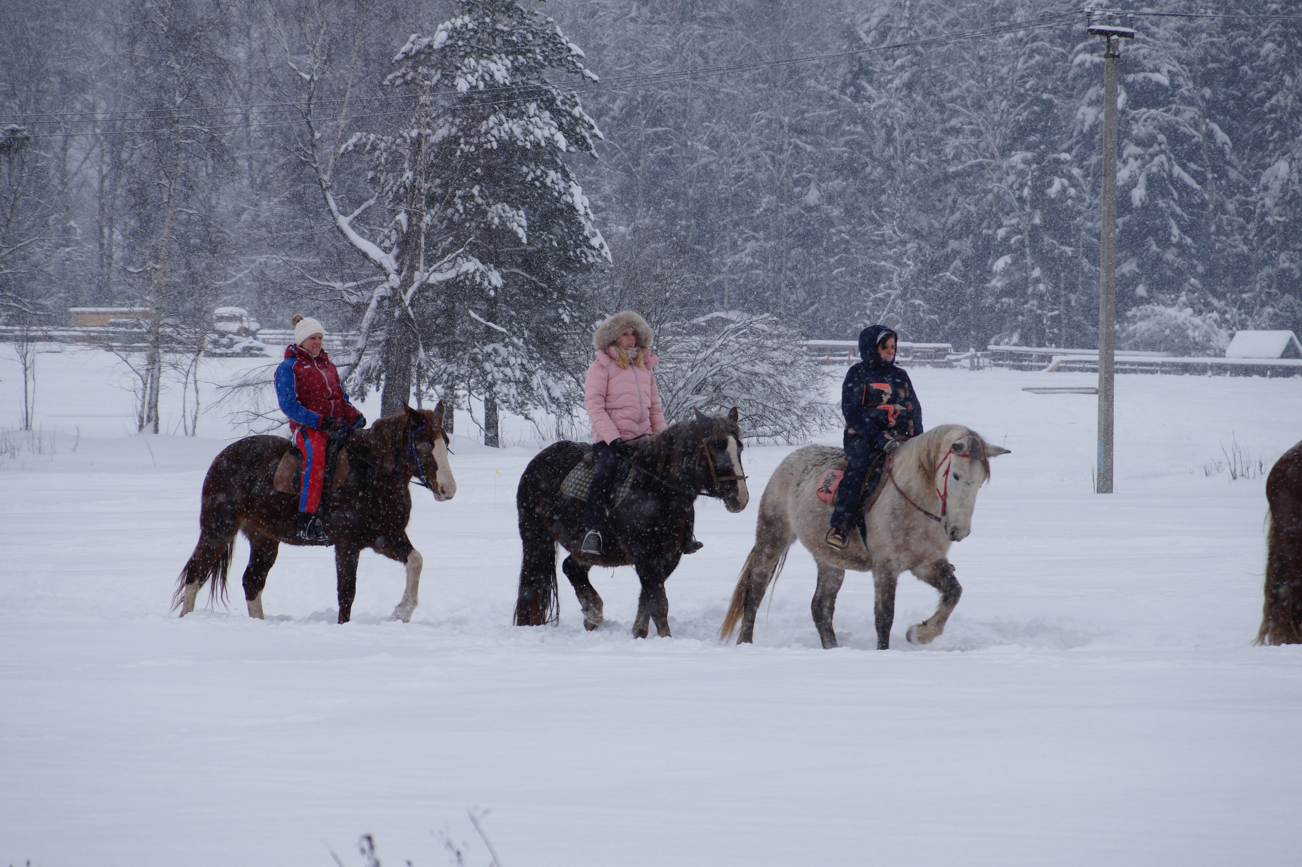 Лошадинг | 11.01.2026. Галерея Фантим