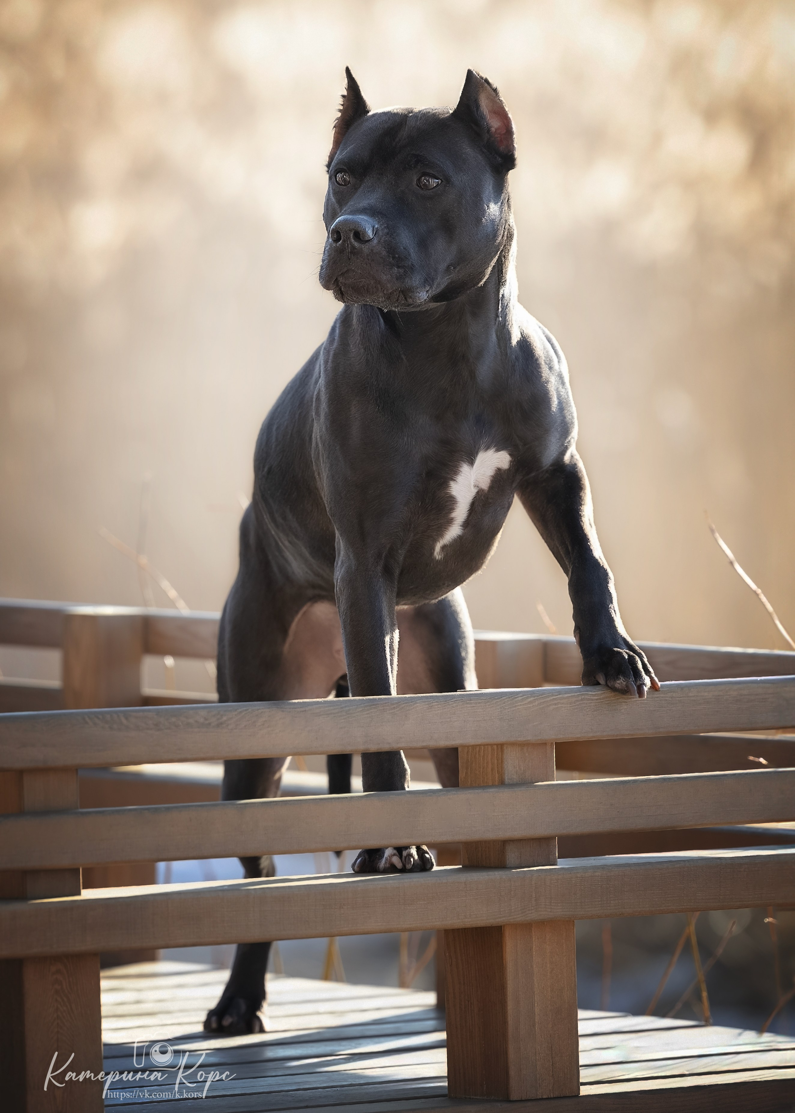 АПБТ DRAGON'S JOKER. Главная