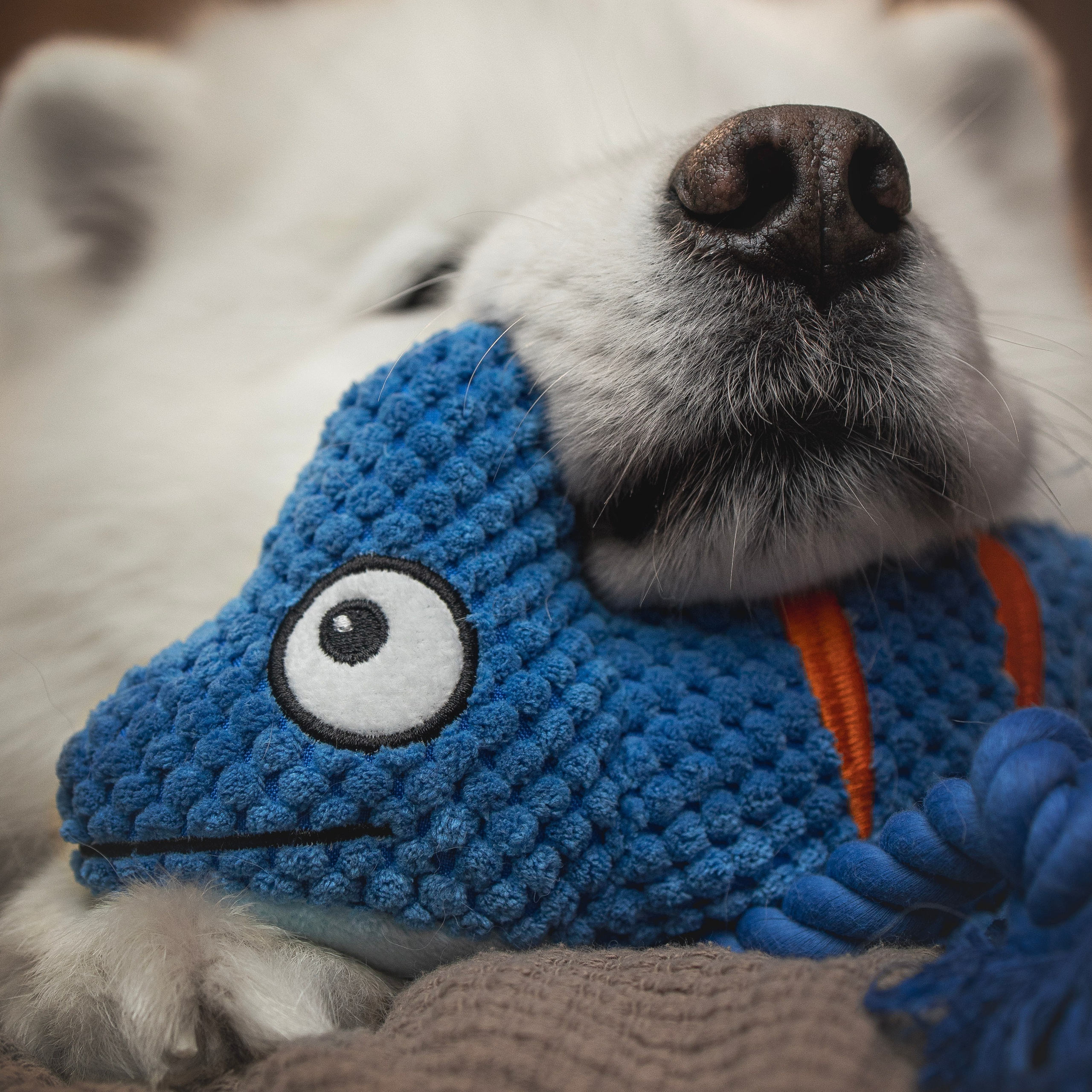 Для брендов. Фотограф анималист в Москве Майорова Евгения