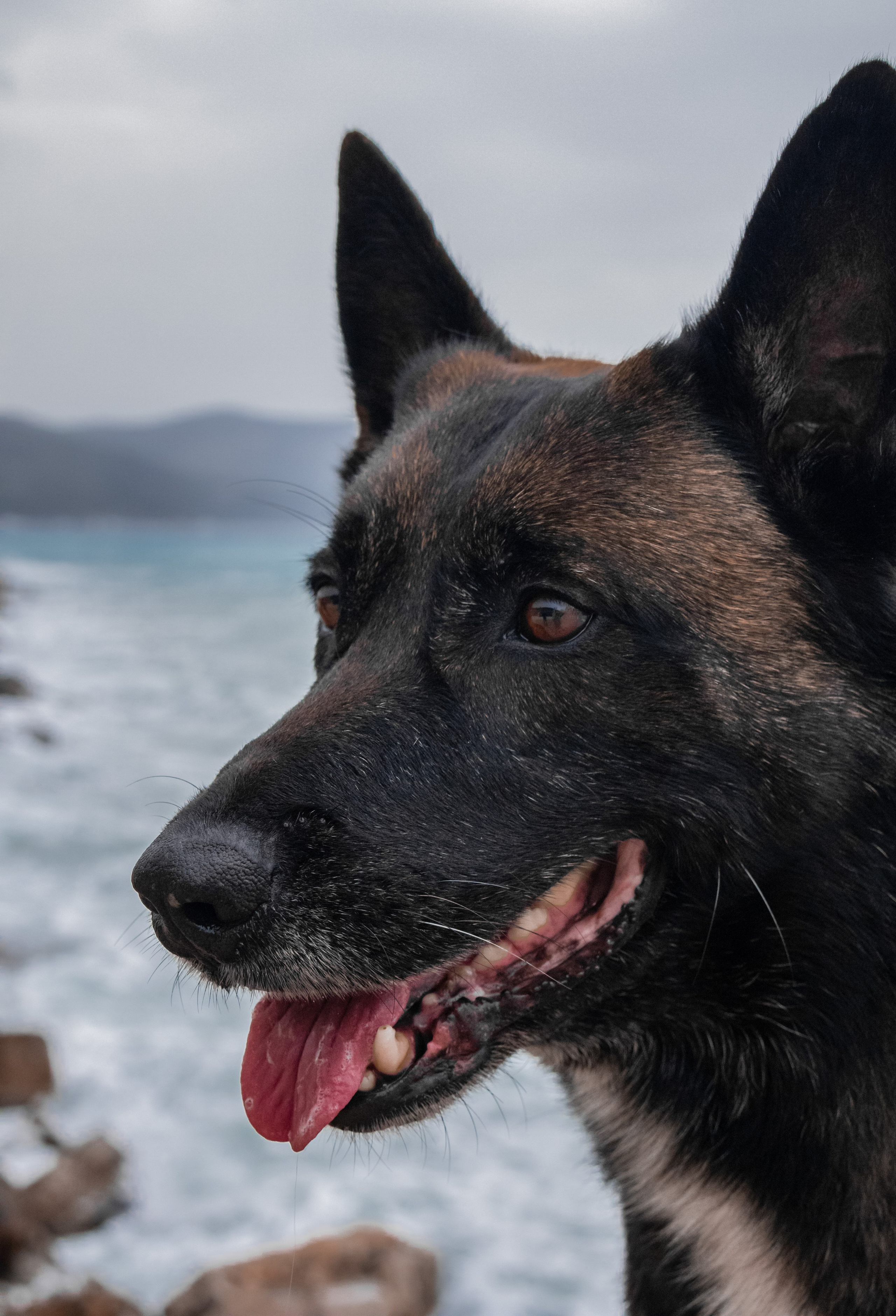 Photoshoot with a dog in Montenegro. Portrait photographer in Tivat Montenegro Katerina Kirsanova