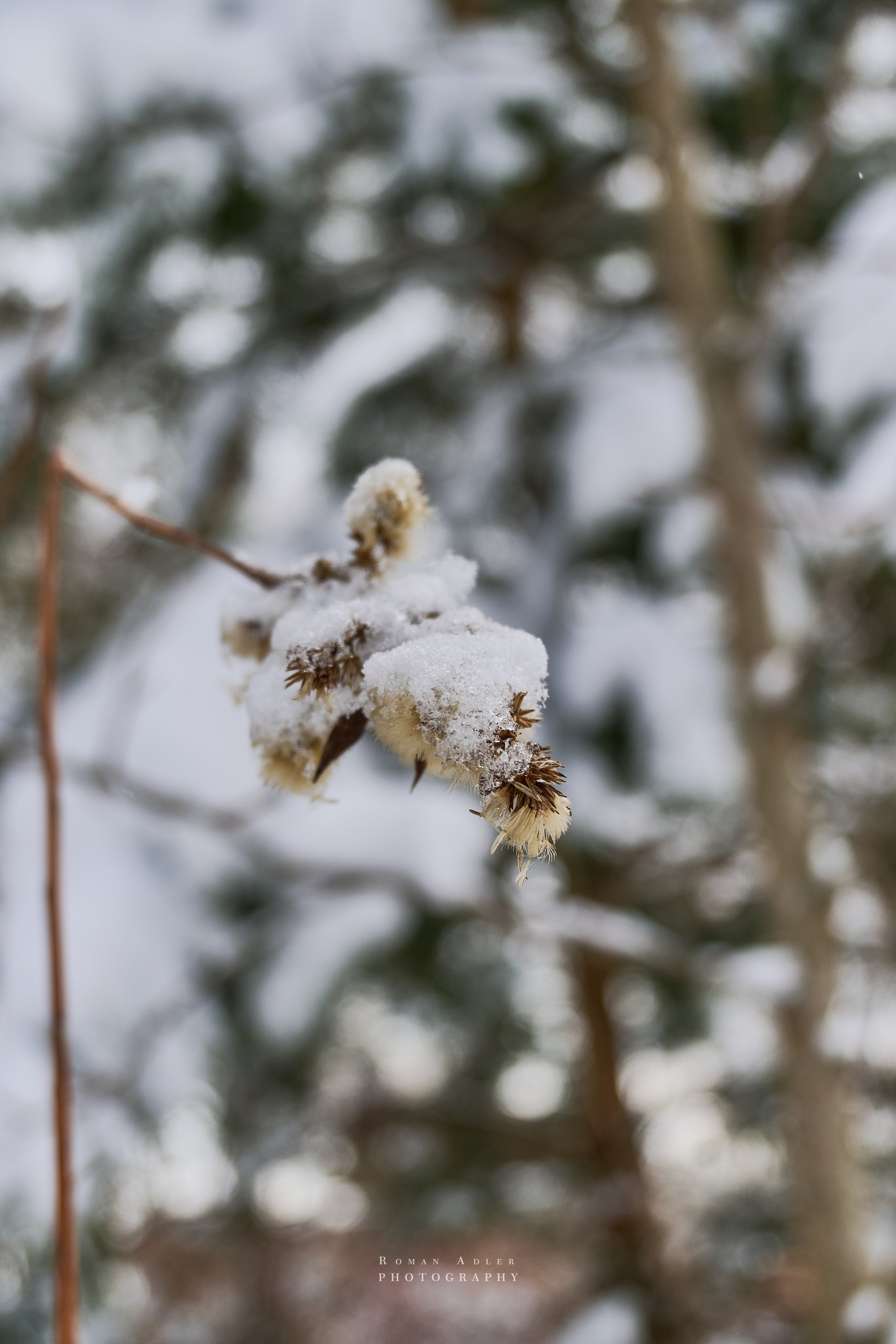 Апрельский снег. Москва 2025. Фотограф Роман Адлер