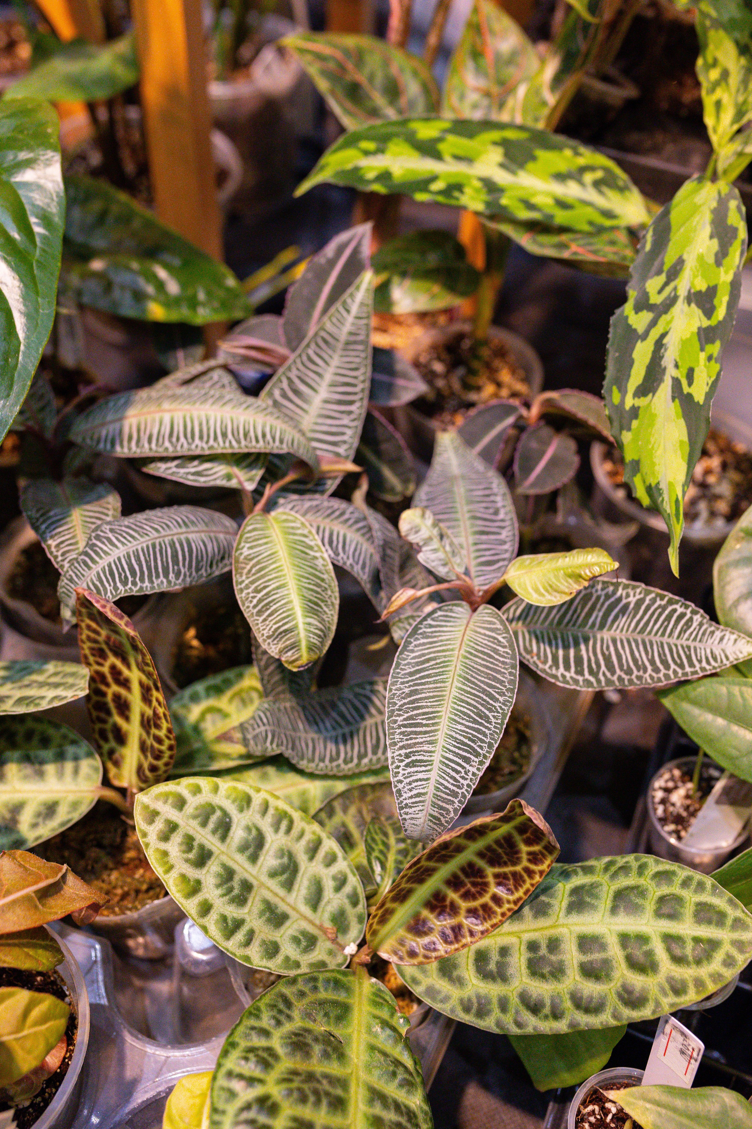 Монстериум 11–12 октября. Александра Куликова фотограф, Москва