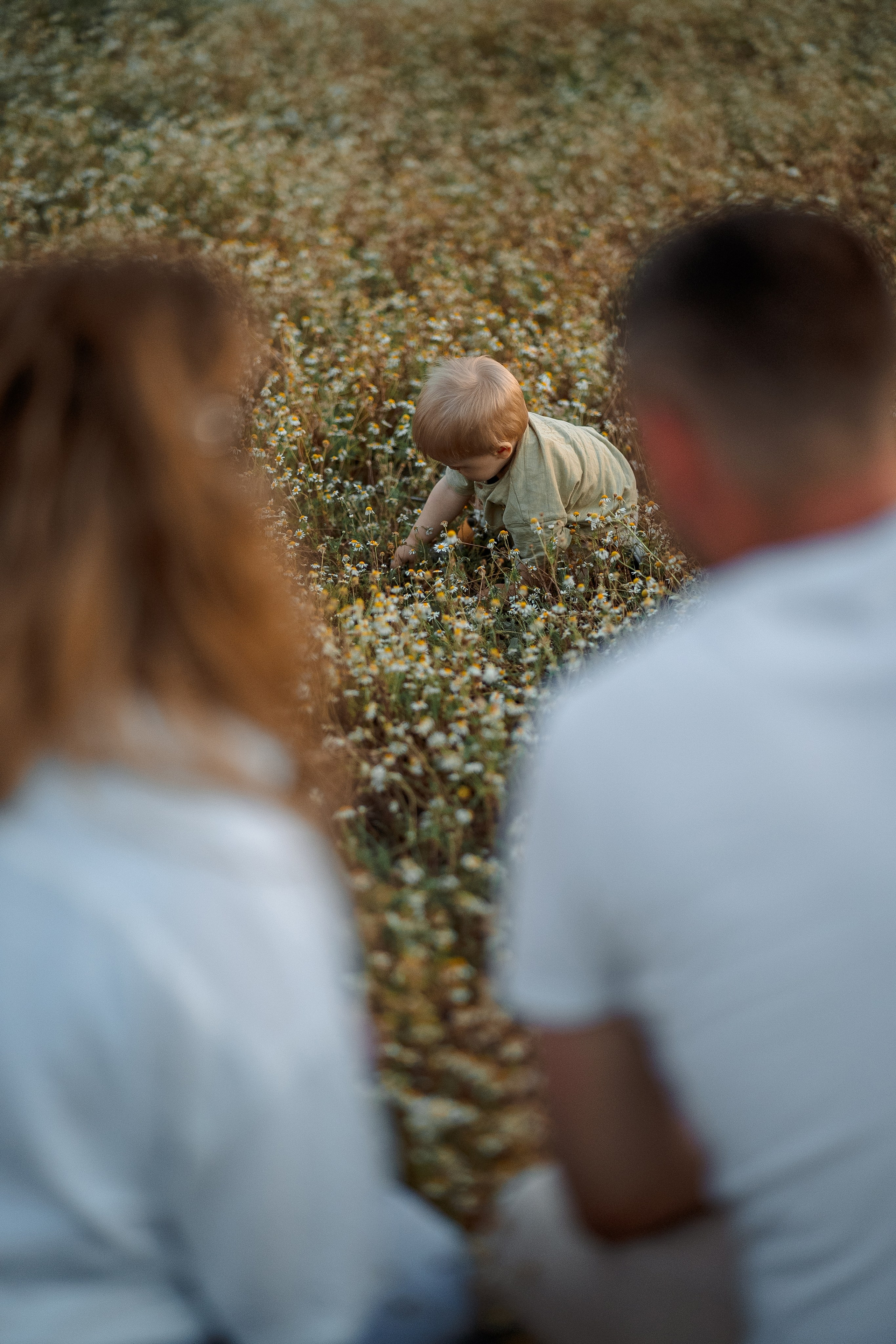 РОМАШКИ. Фотограф Мария Зайчик